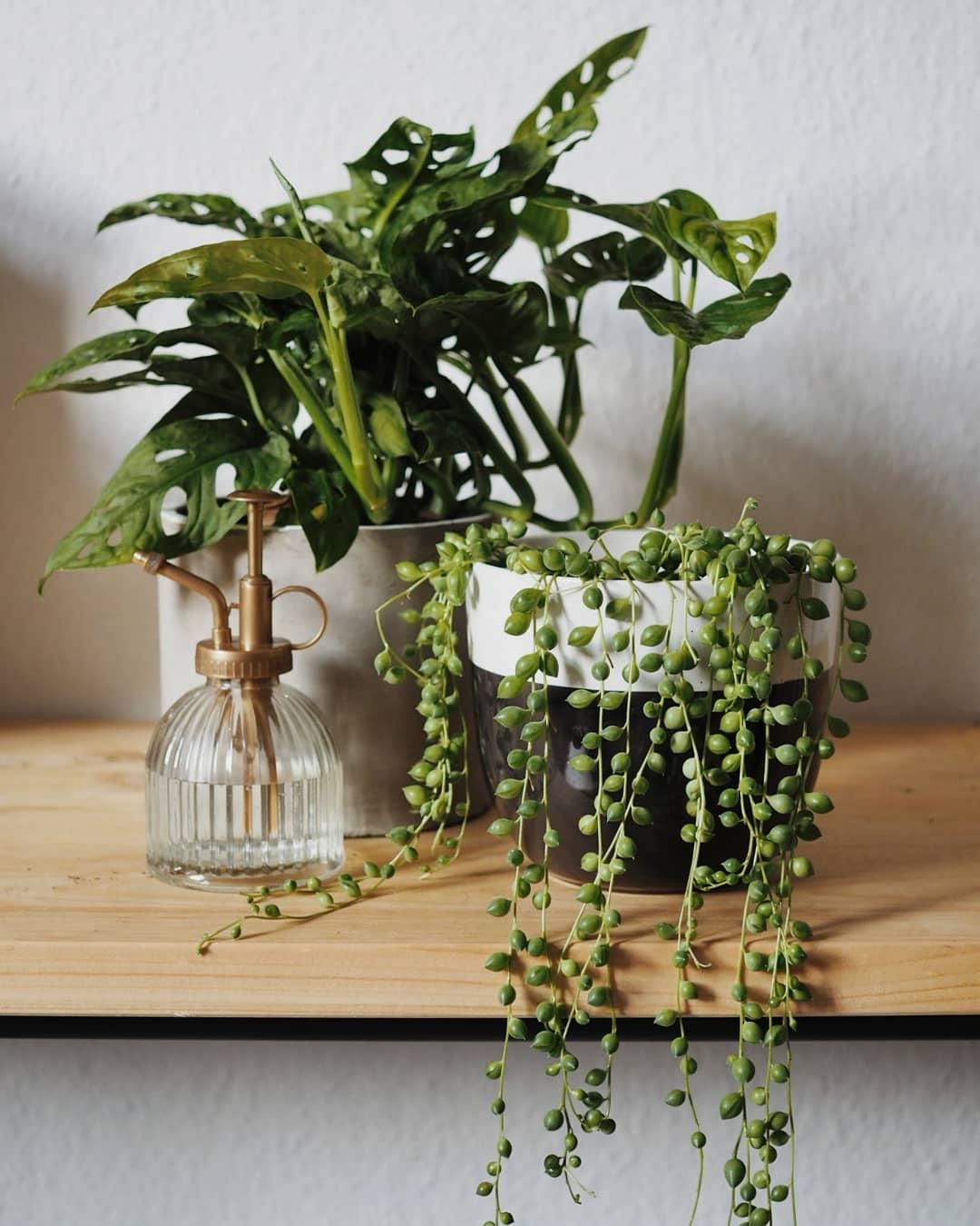 Plants are friends! 

#plantlove #urbanjungle #grün #plantlady #home #details #pflanzen #monstera 