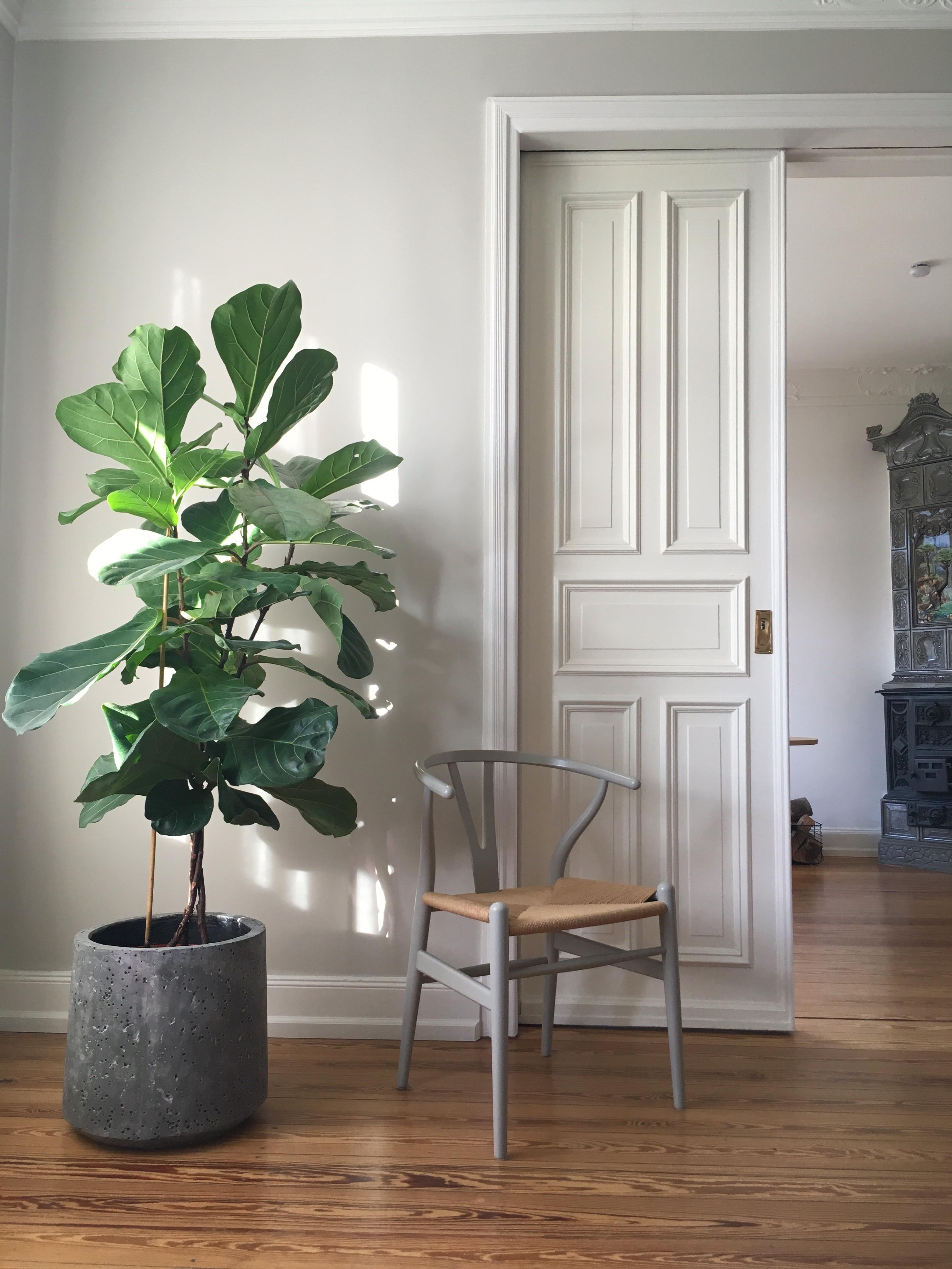 #plants #geigenfeige #living #wohnen #altbau #altbauliebe #deko #wohnzimmer #livingroom #scandi