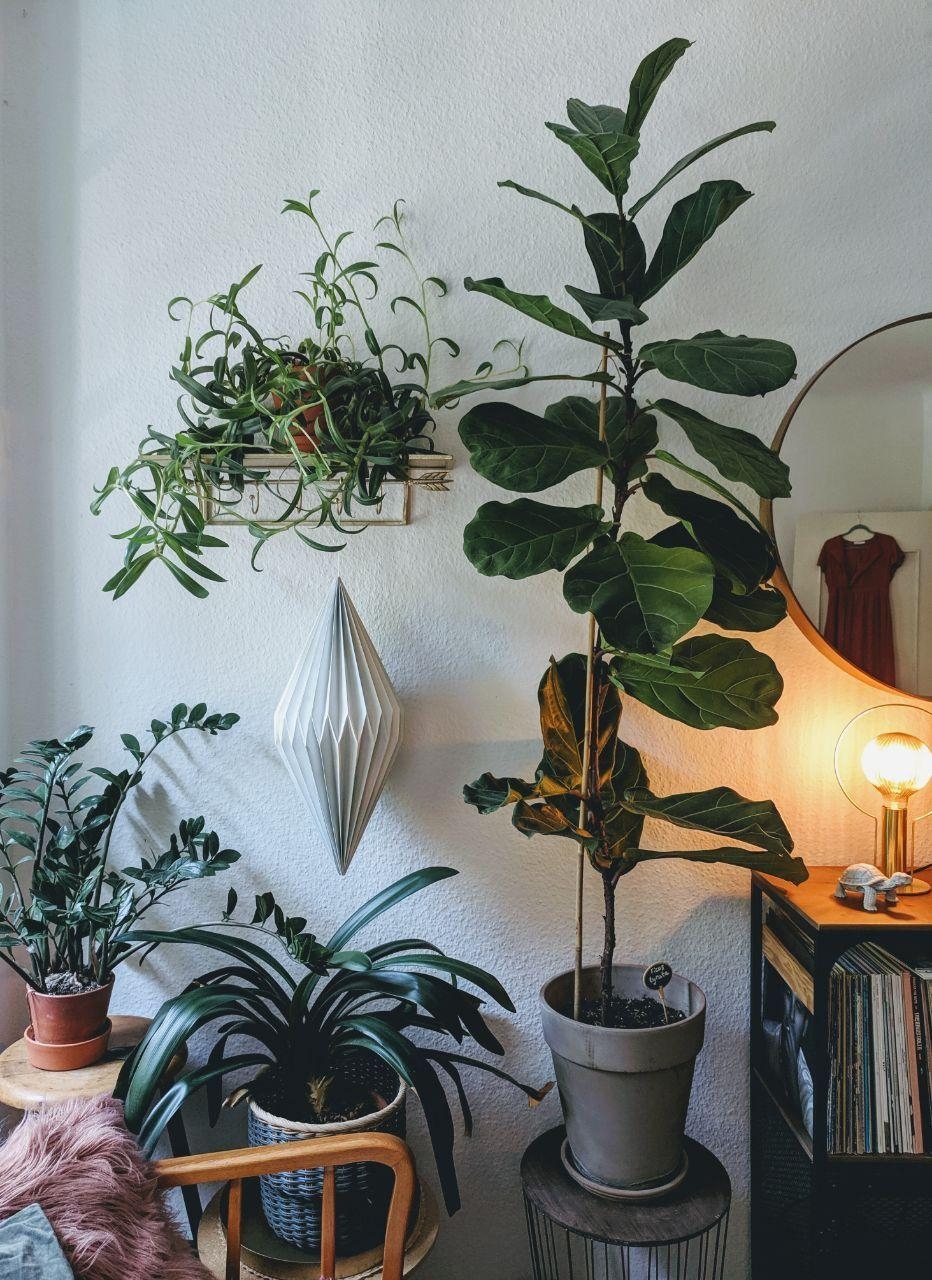 #plants #livingroom 
