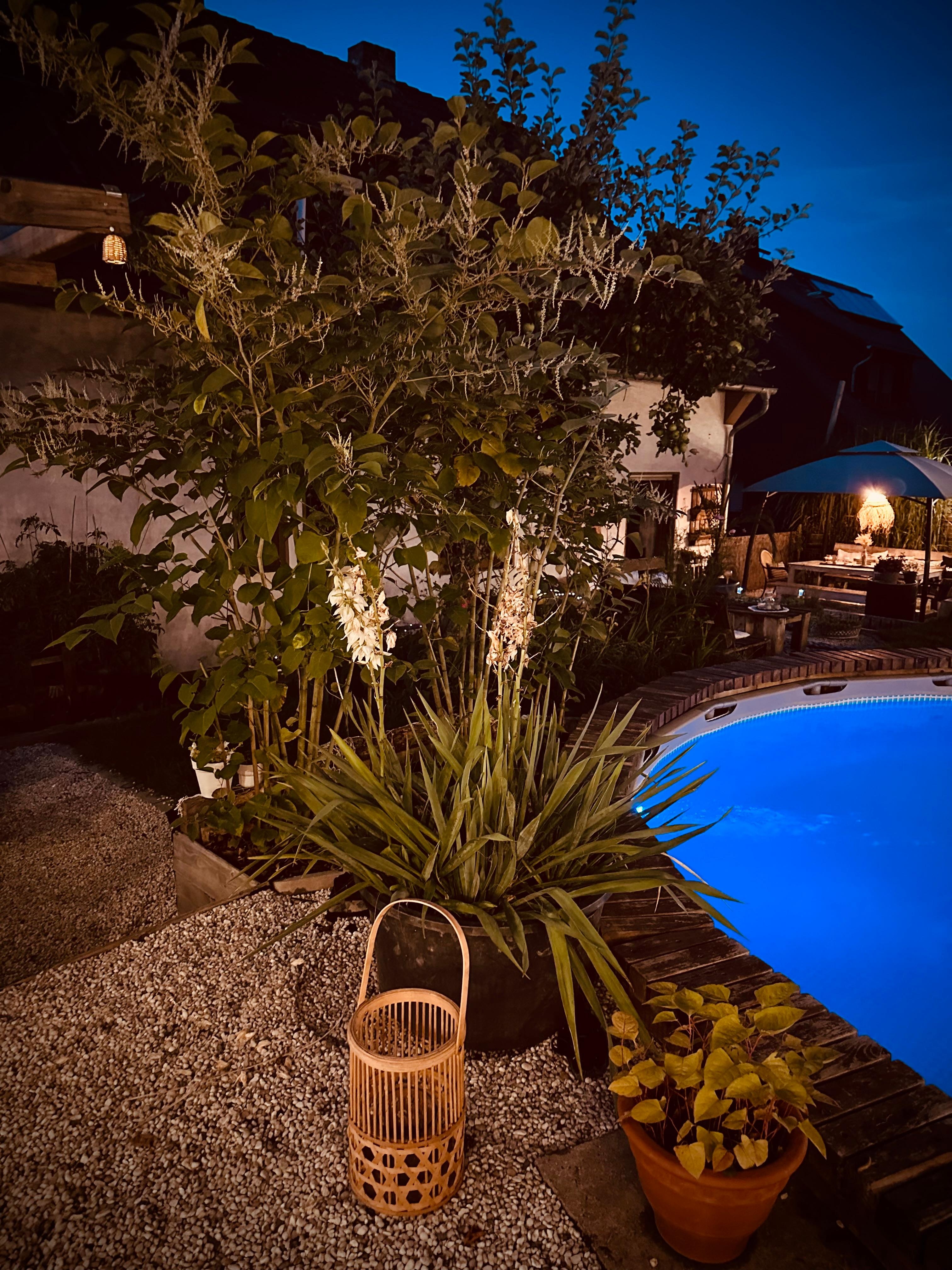 Pool, Palmen, blauer Himmel ....
Gartenliebe meets Boho Vibes 🌾🪴🌴🌊
#pool #frühammorgen #palmlilien #gardenjungle #boholiebe #paradies 
#daheimistesamschönsten #sommer 
