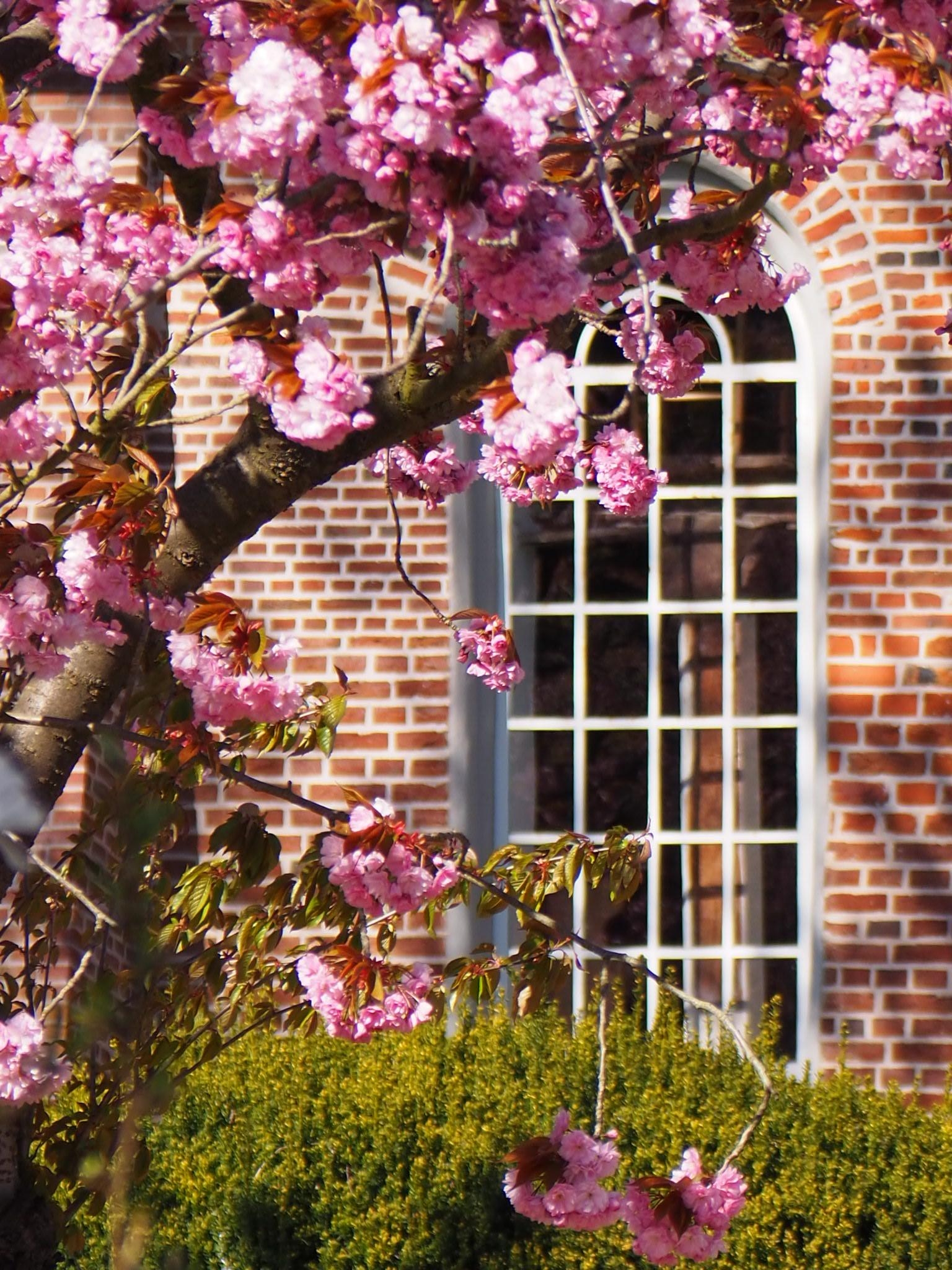 pretty in pink - Frühling im Alten Land 
#kirschblüte #frühling 