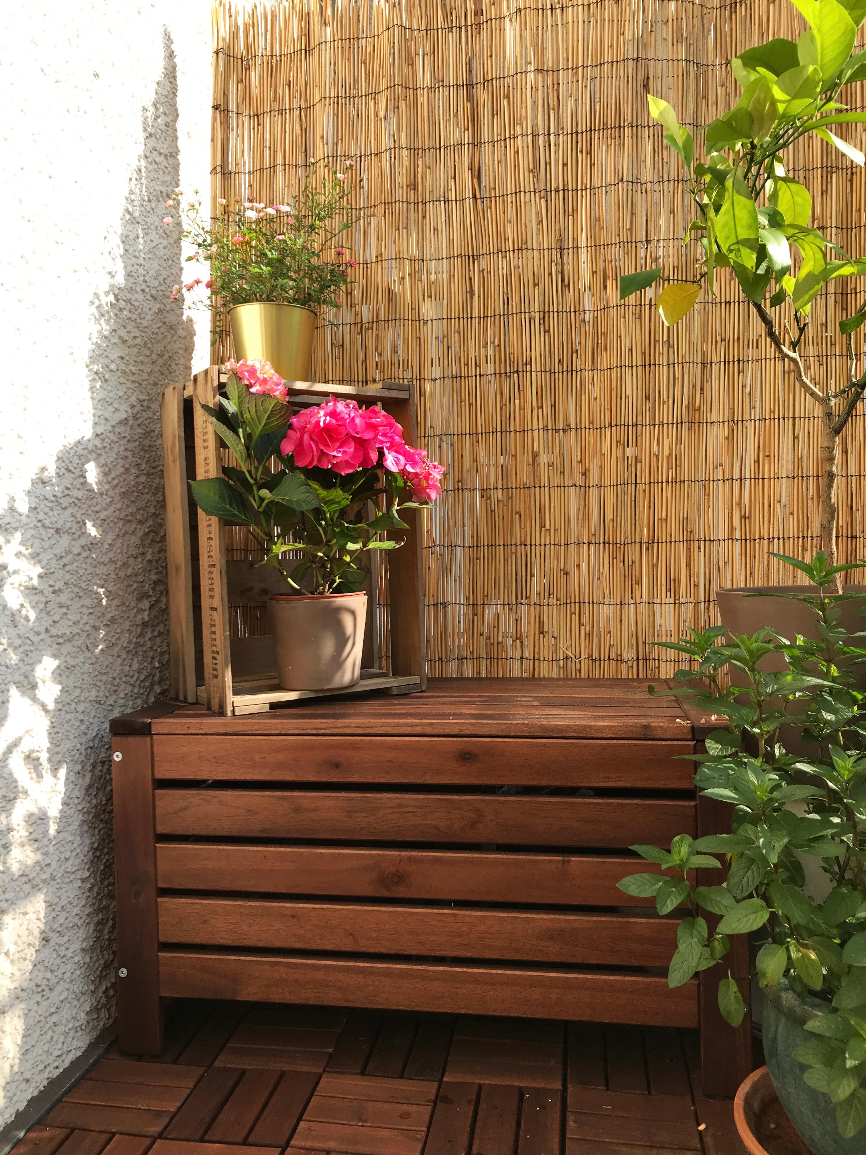 #prettyinpink #hortensienwoche #vielendank #balkon #pflanzen #grün 
