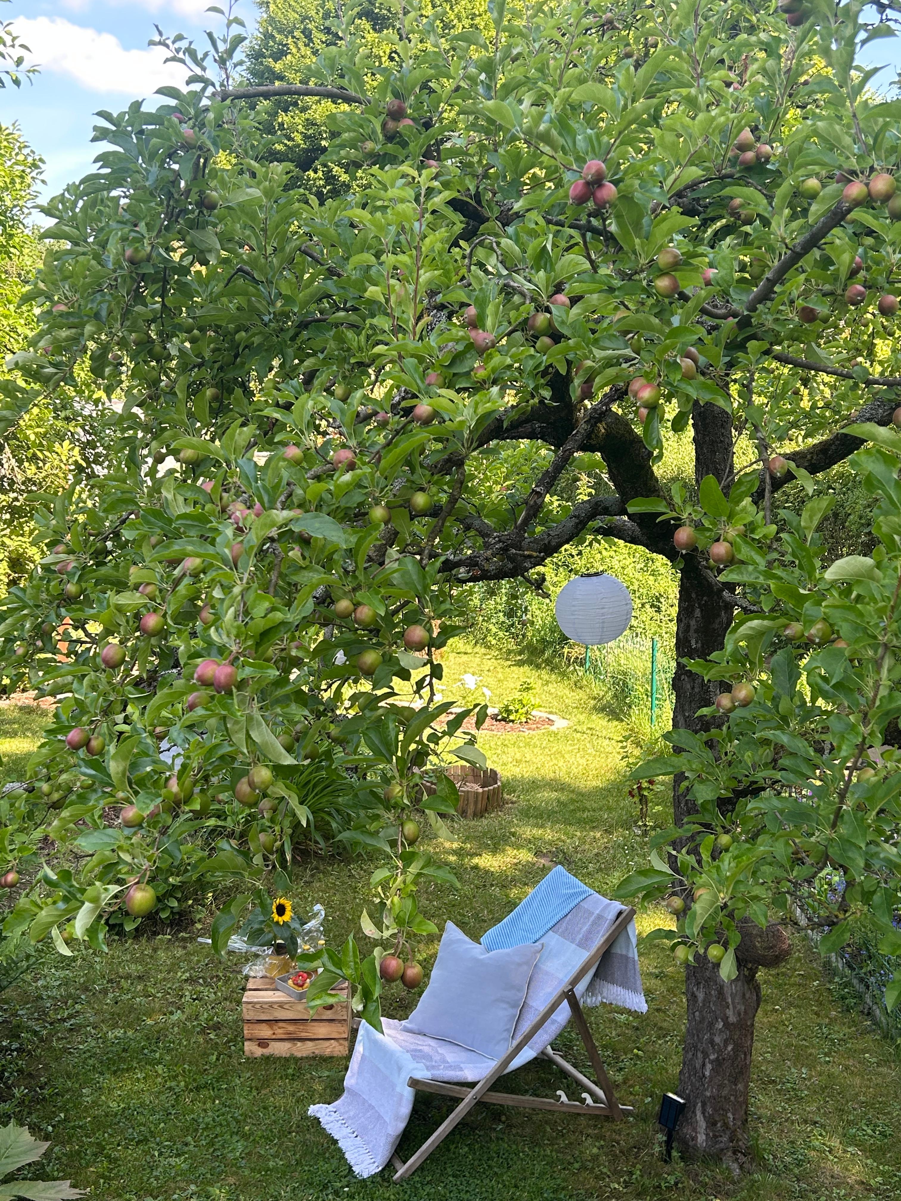 Progress of the apple tree so far.


#kleingarten #schrebergarten #garteninspo #apfelbaum