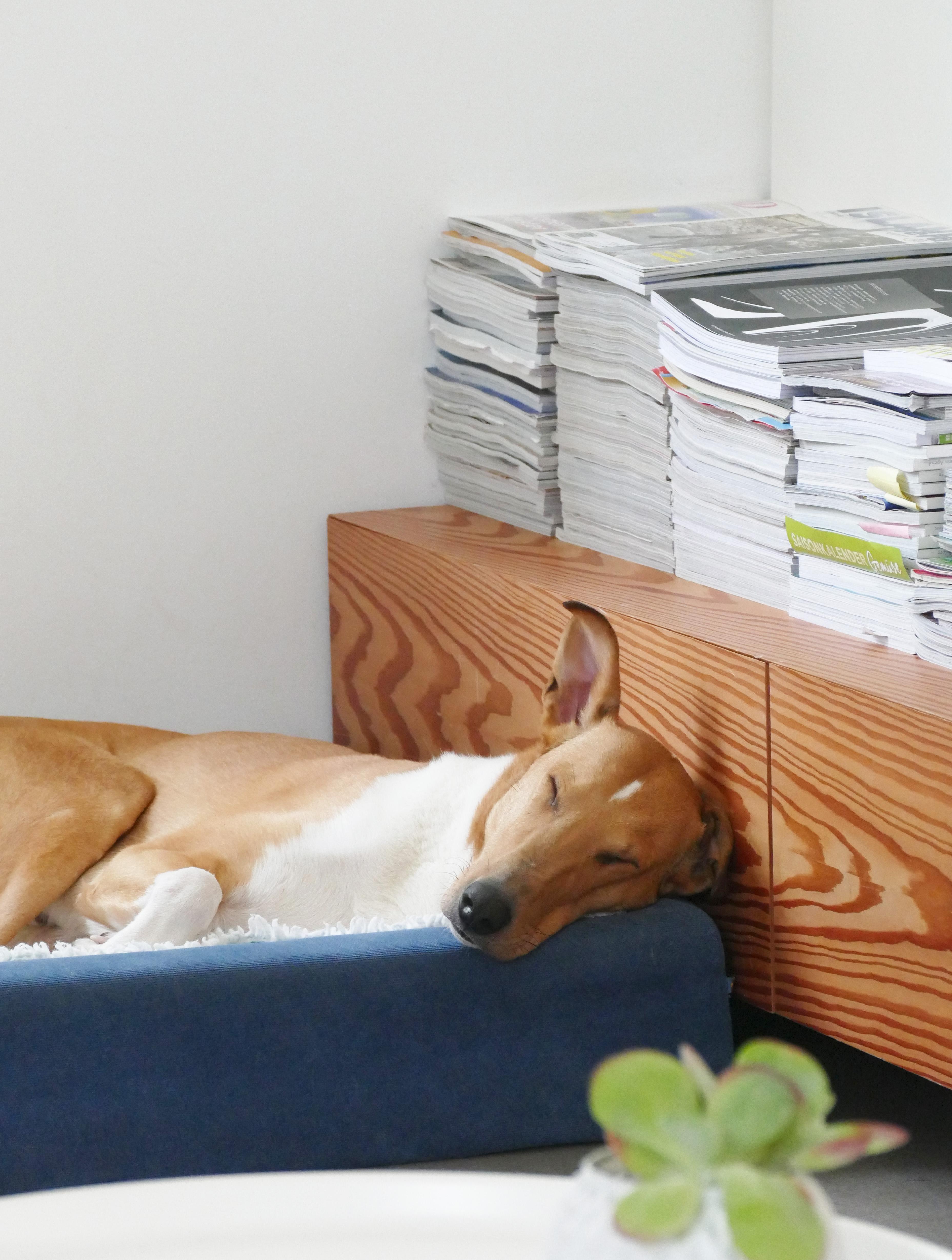 Pst. "Ede" schläft noch. Vielleicht hat er den Stapel COUCHMag gelesen? ;-) #hund #collie #gemütlich #couch#couchliebt
