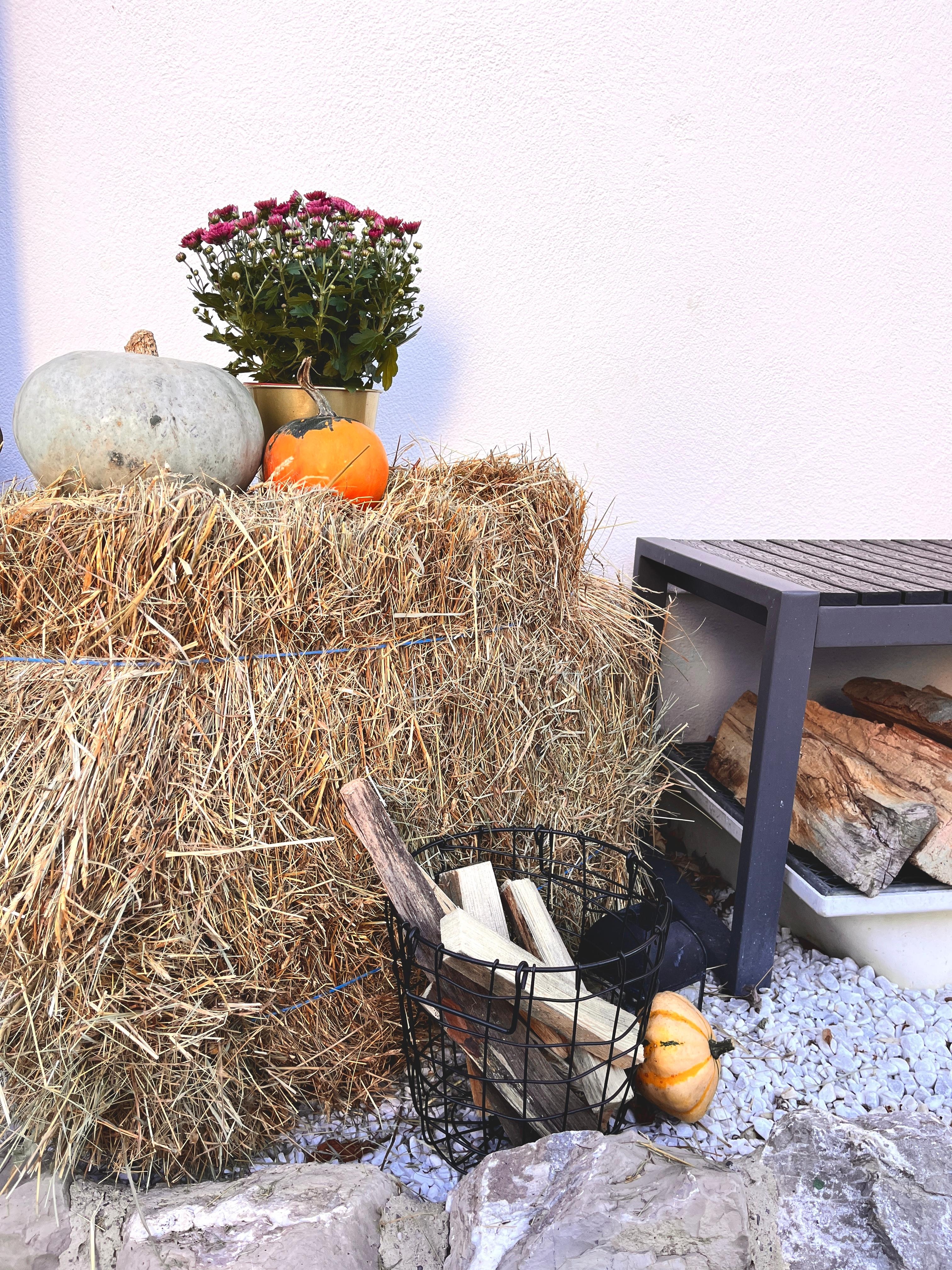 Pumpkin Season 🍁
#herbstdekoration#pumpkinseason#eingangsbereich#vorgarten#kürbisliebe#strohballen#outdoor#kürbis