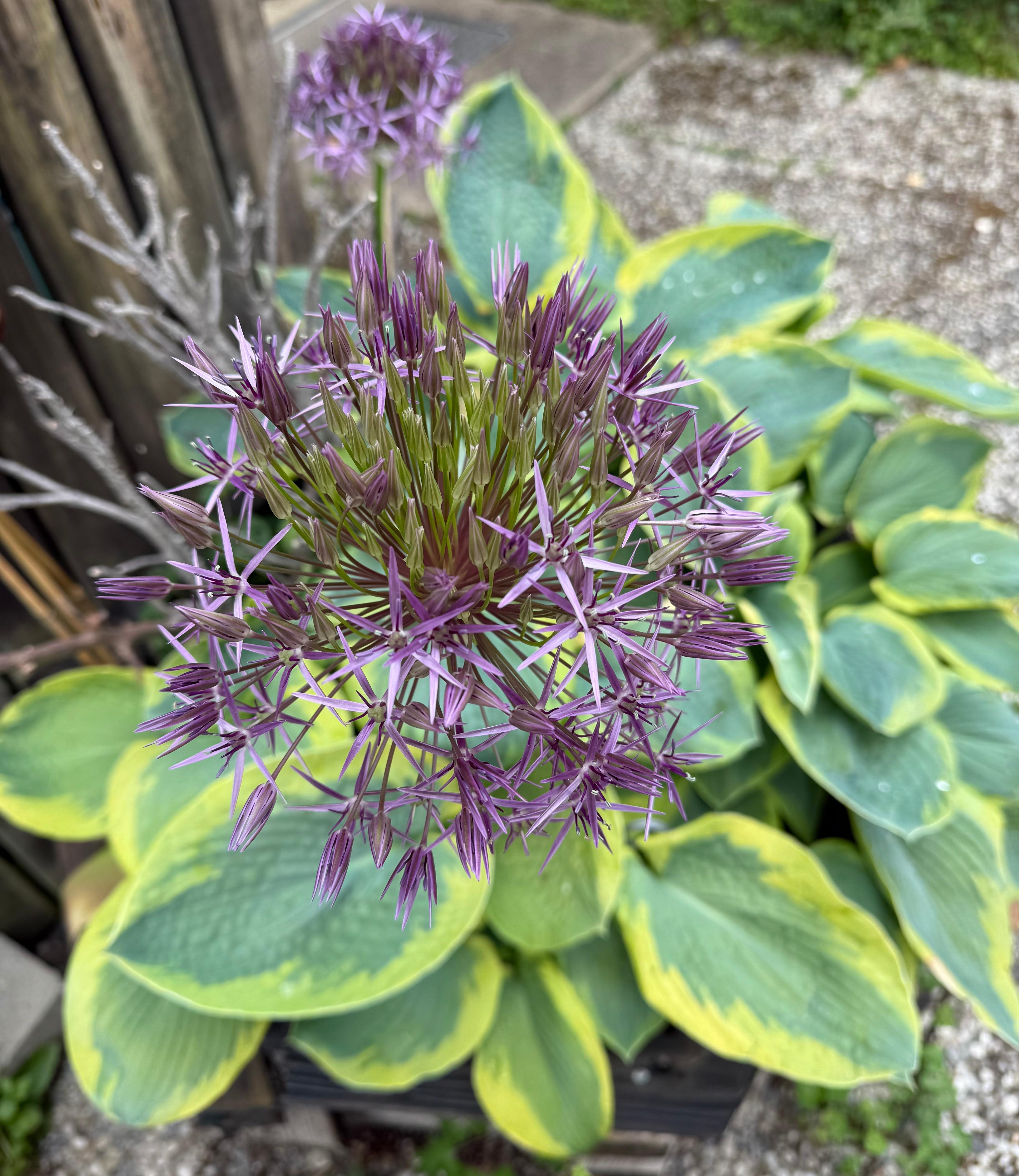 Pure Harmonie 🩷
#Allium #Funkie #Gartenpflanzen