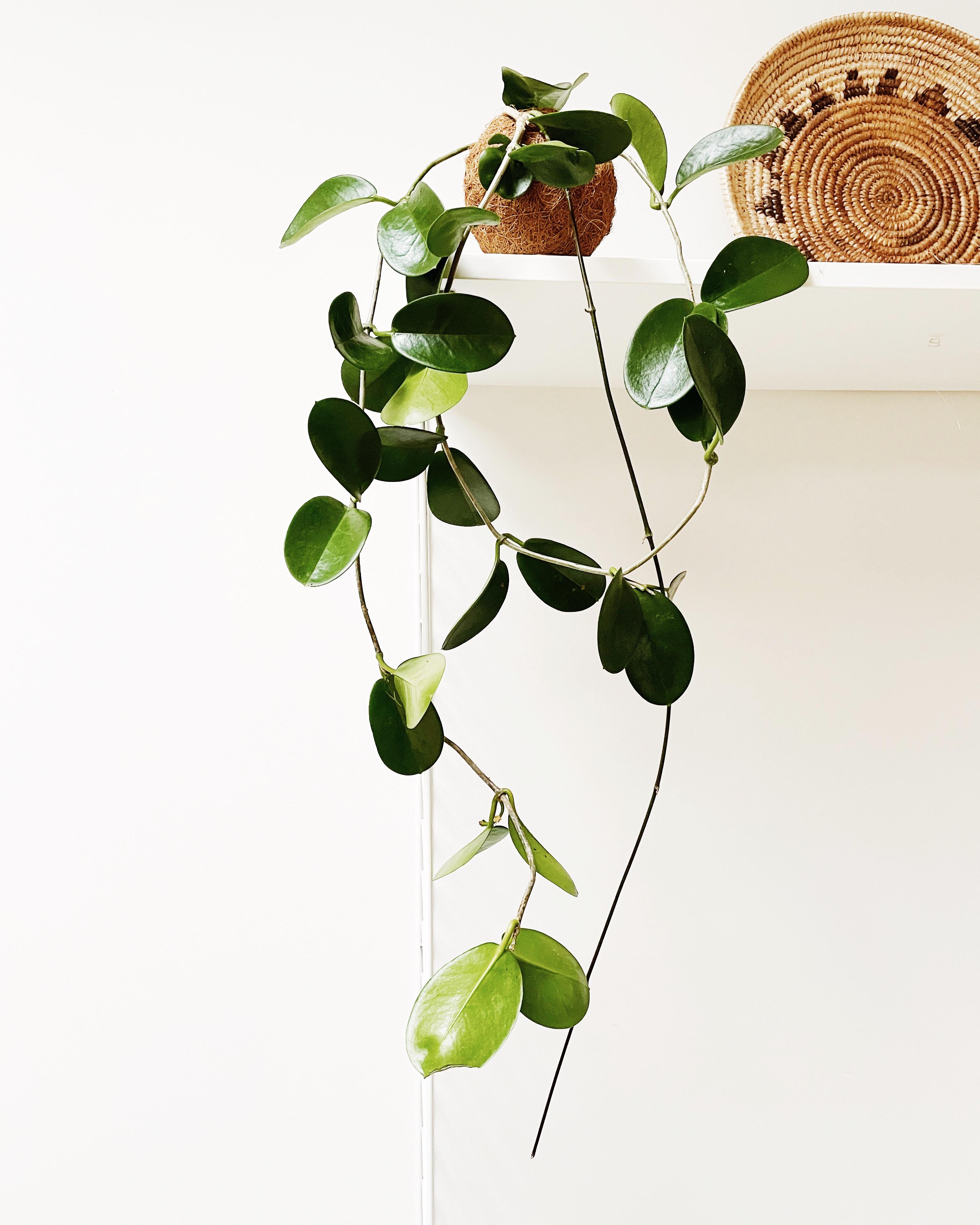 Put your plants up in the air
#scandi
#hyggehome #hygge #pflanzen
#zimmerpflanze #plants #interior 
#regal