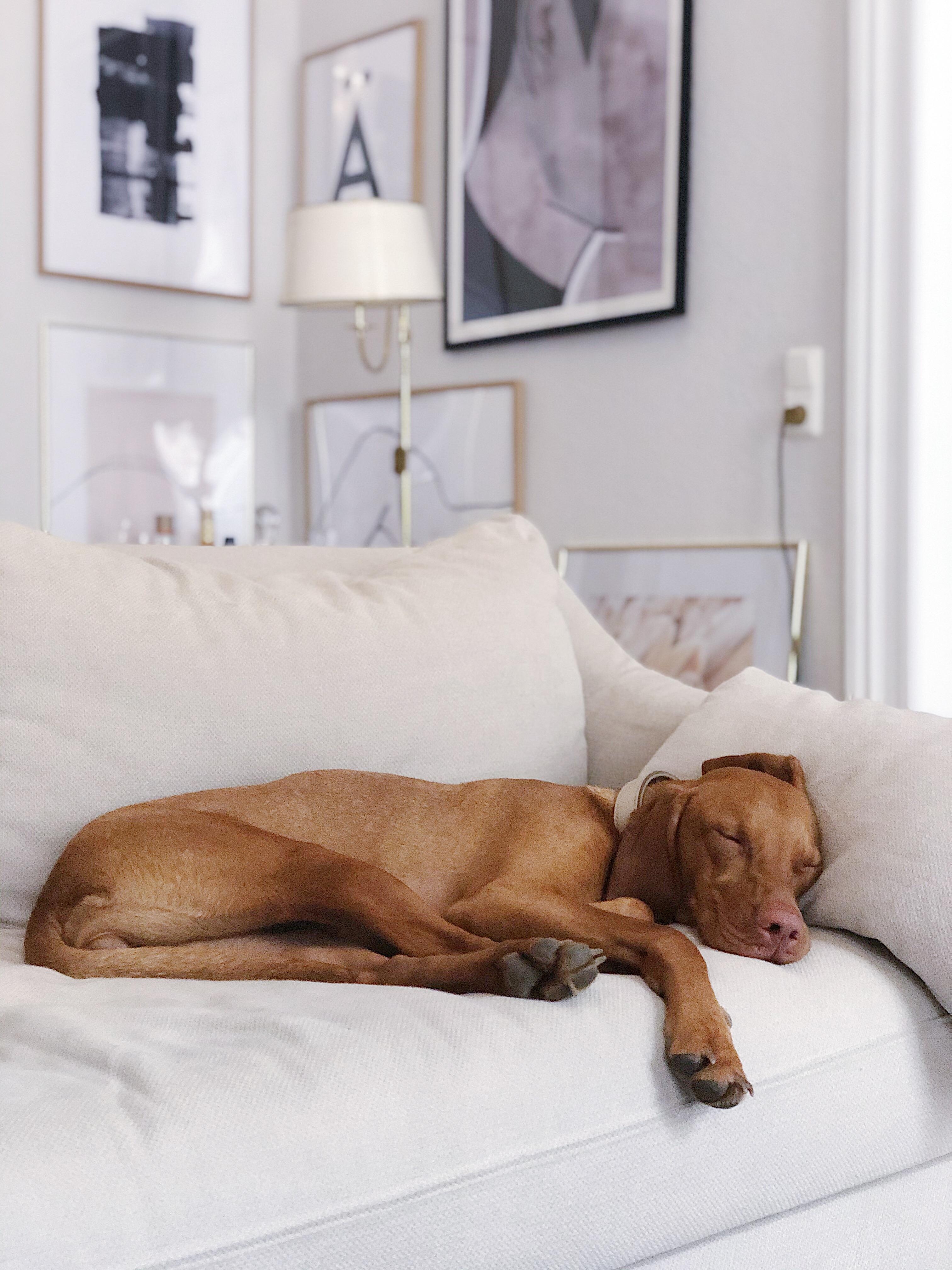Quarantäne? Kein Problem! #dog #couchdog #wohnzimmer #livingroom #furryfriend #wilma