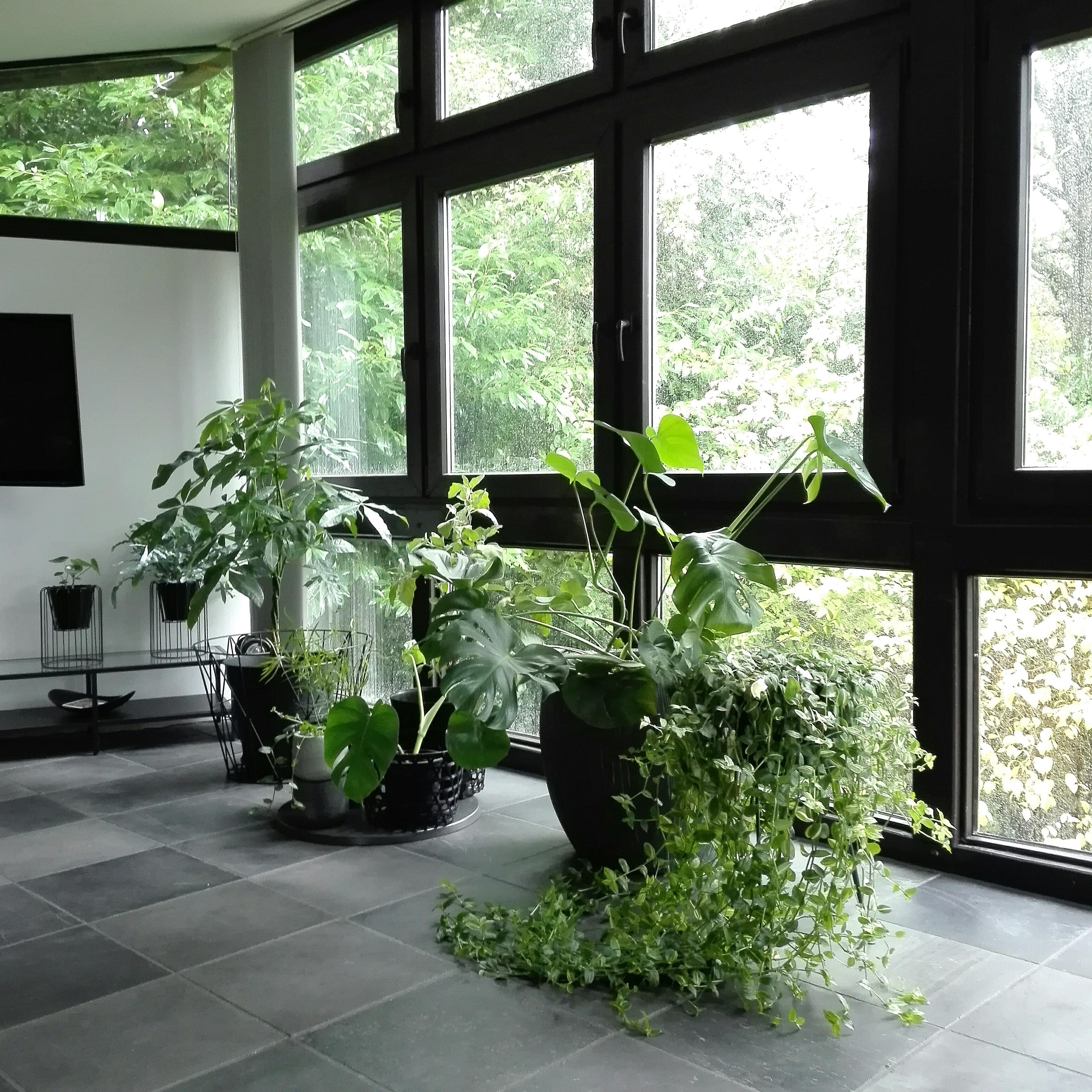 #rainydays #urbanjungle #wohnzimmer #minimalismus #blausteinboden #deco #zimmerpflanzen