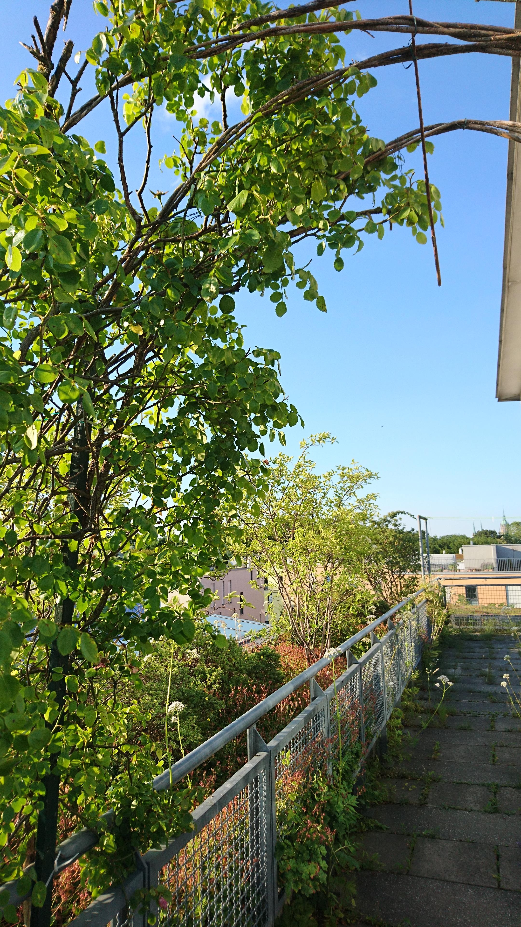 Rankbogen mit Fernsicht 🌱

#Urbangardening #überdenDächernderStadt