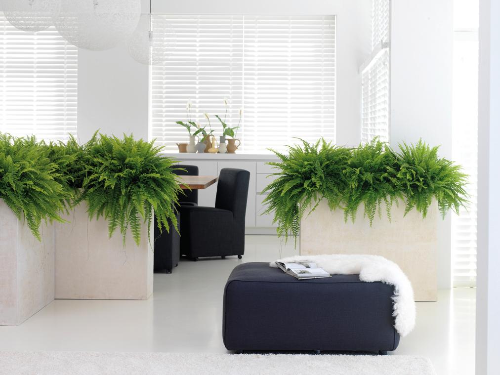 Raumteiler Pflanzkübel für Wohnraum und Büroräume #büro #raumteiler #wohngestaltung ©fleur ami