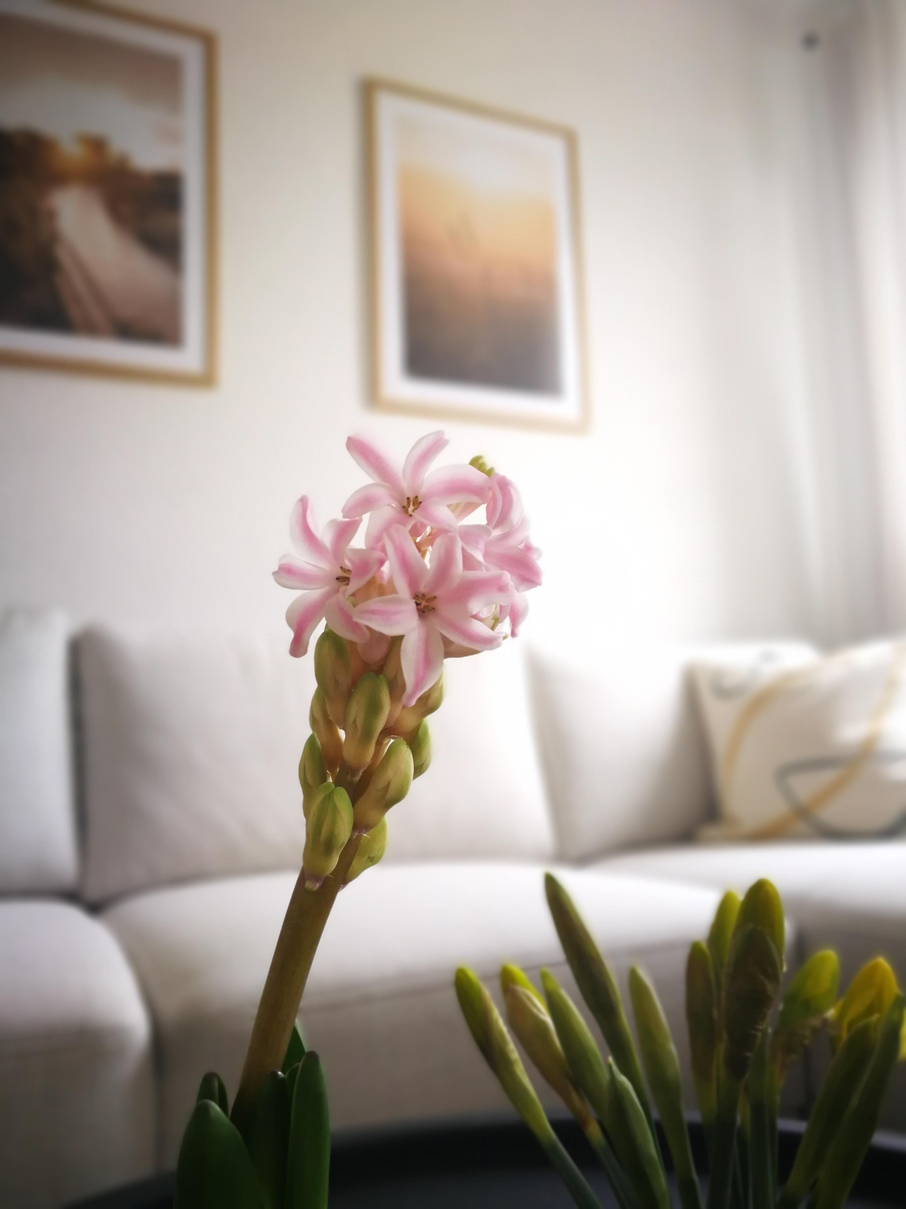 #readyforspring #livingroom #flowers #blumen #sofa #wohnzimmer 