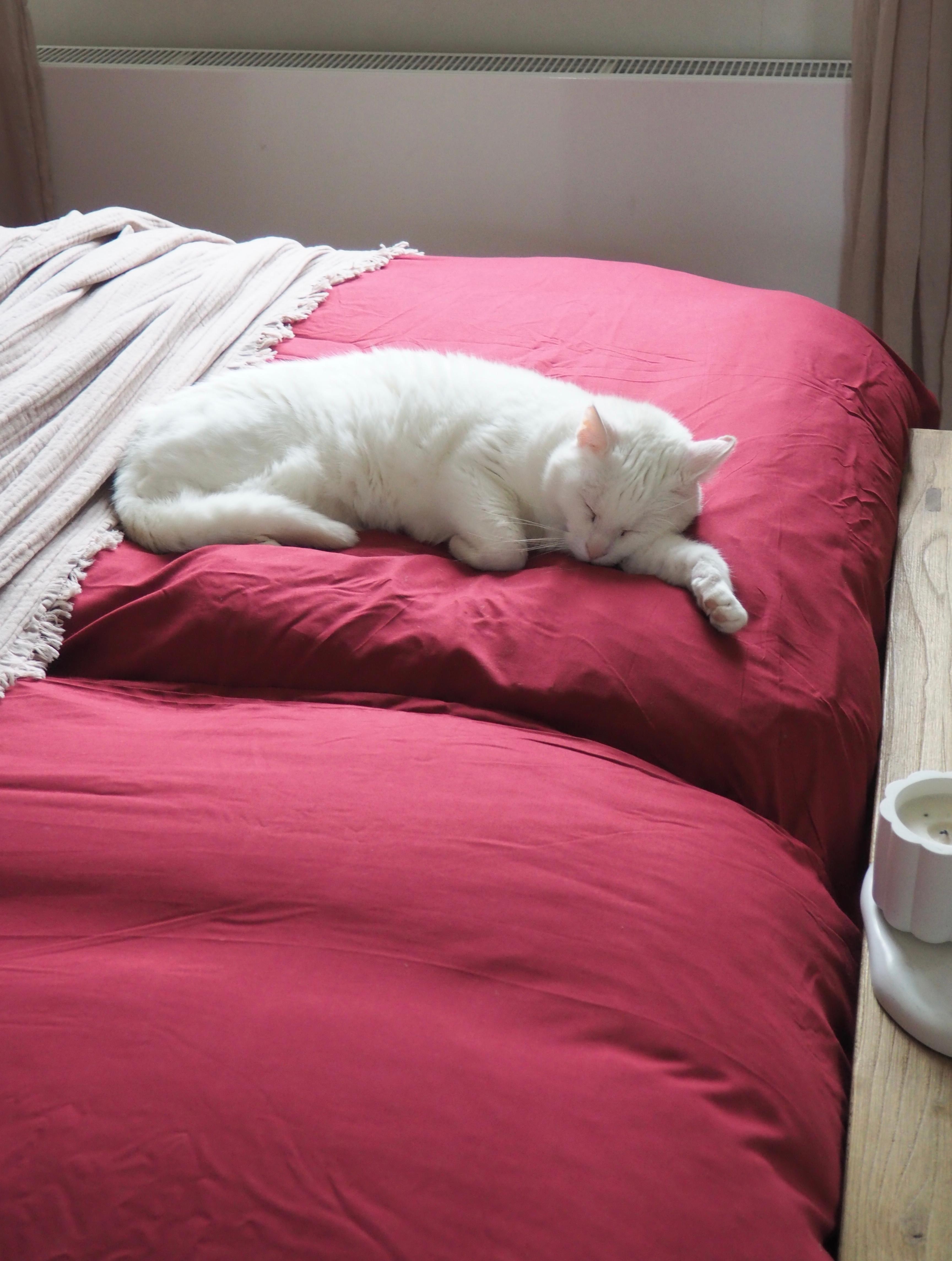 #red #katzenliebe #COUCHstyle #couchmagazin