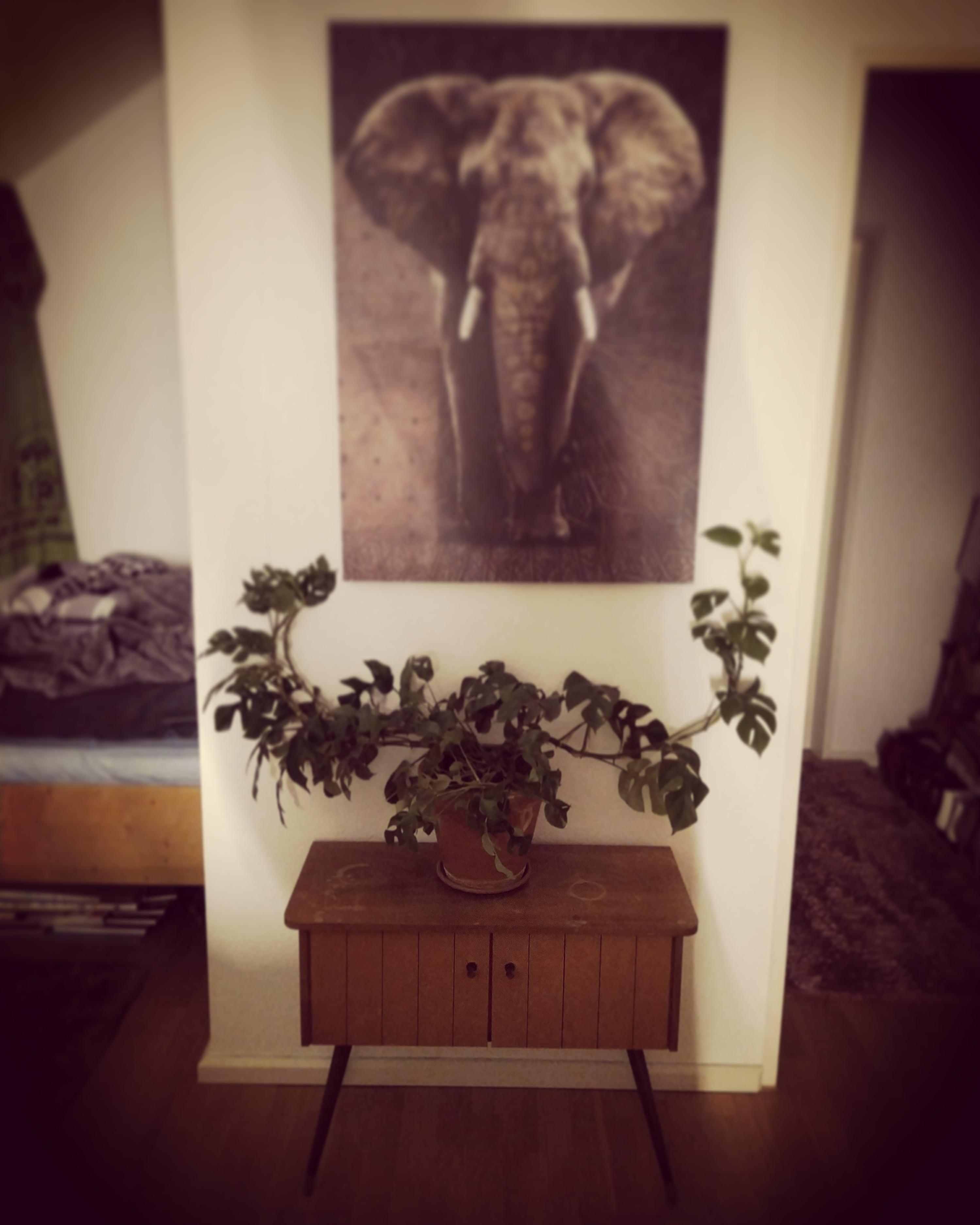 #retro #retrostyle #desgin #plants #pflanze #inndoorplant #zimmerpflanze #couchstyle 