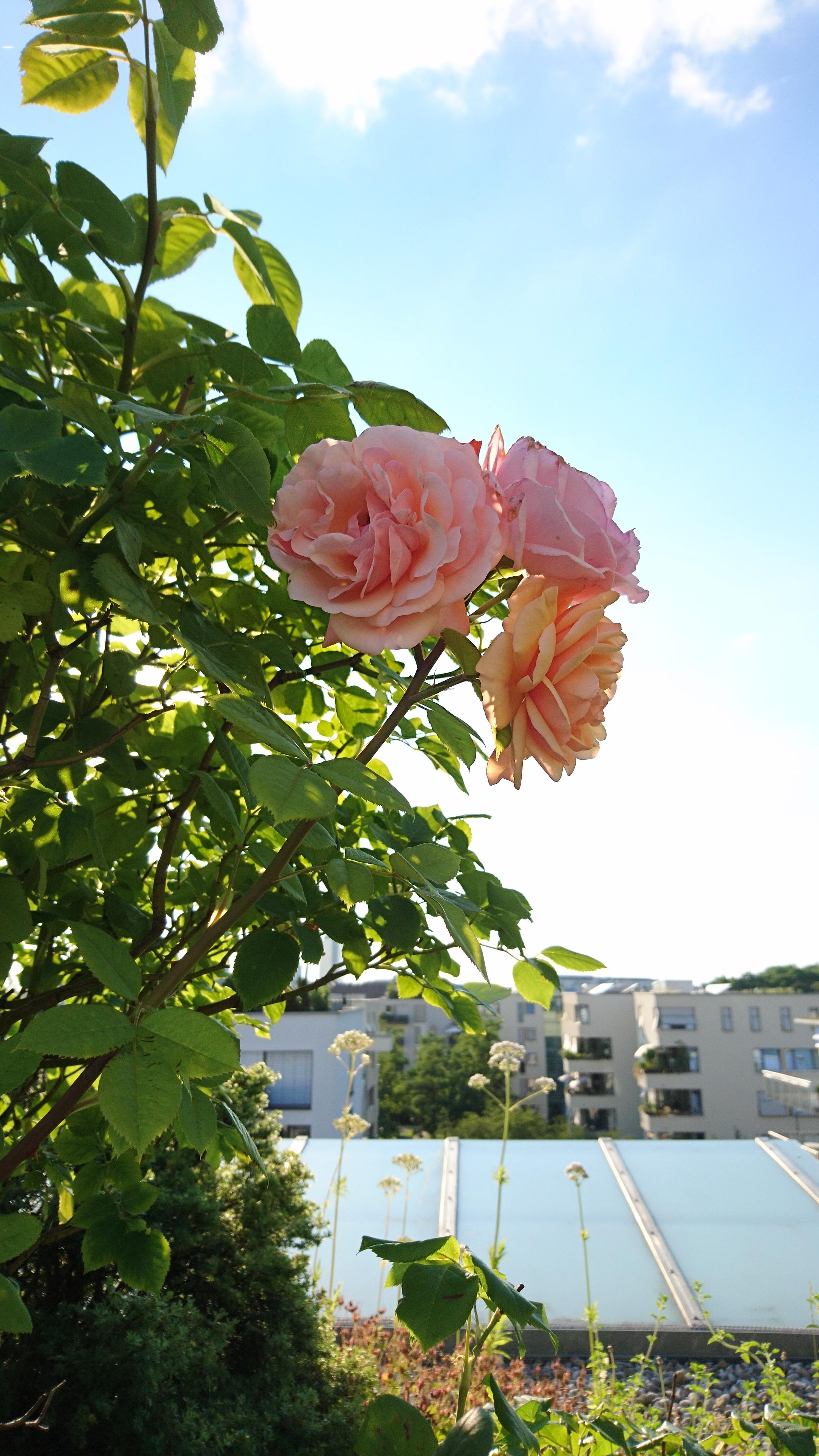 Rooftop Roses 💞

#Urbangardening 