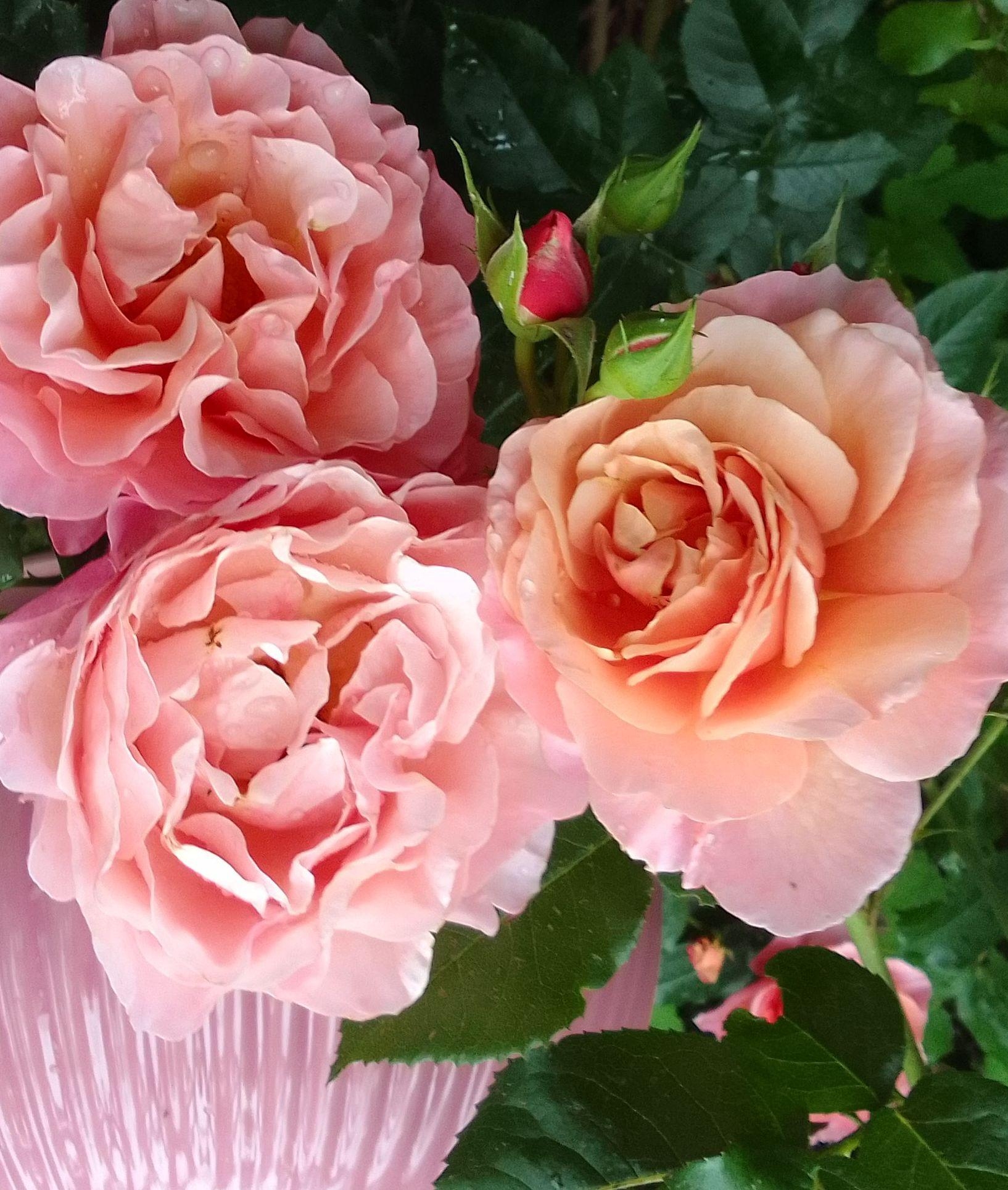 #rosa #romantisch #duftrose