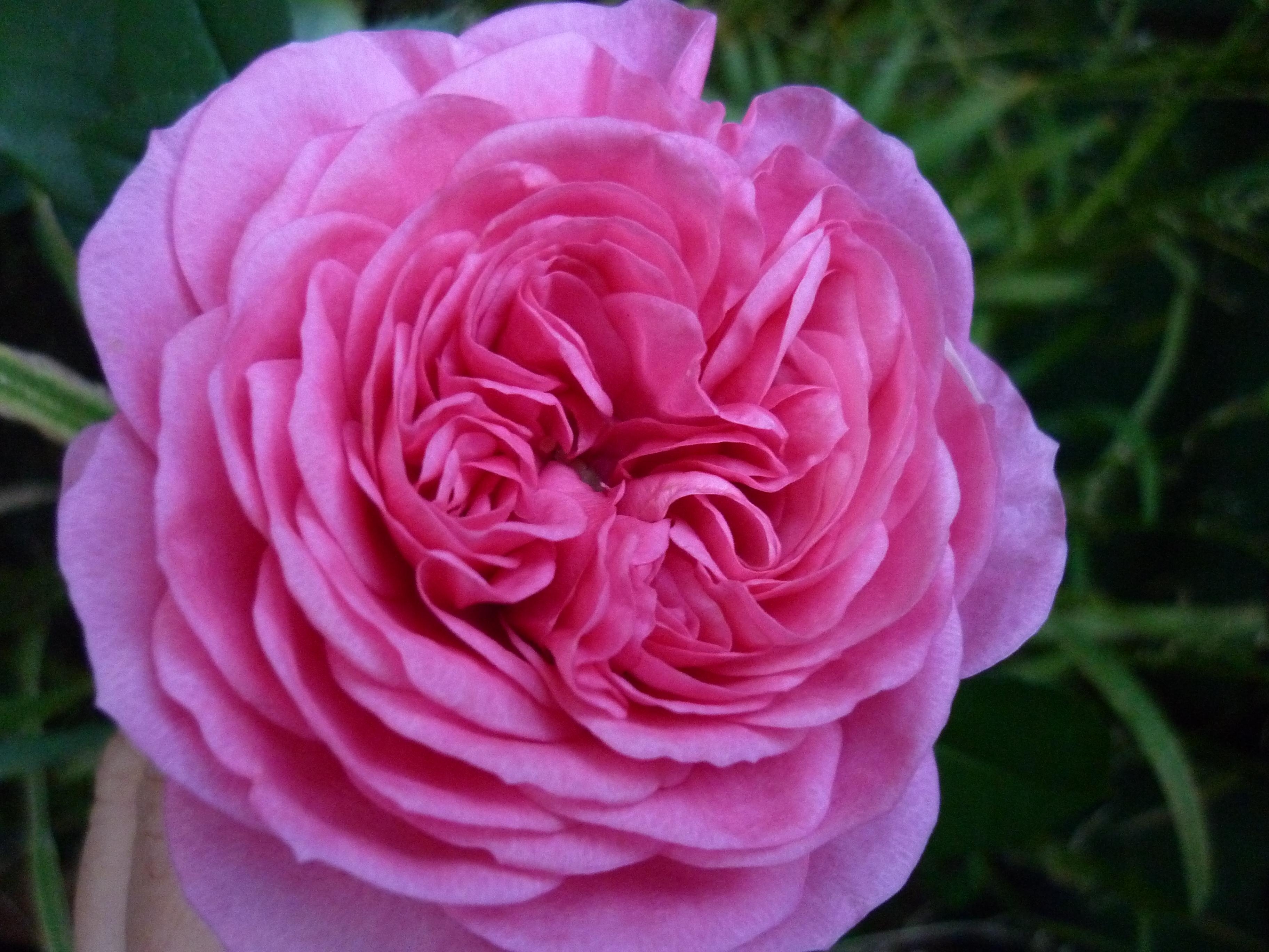 #rose #Baronesse 