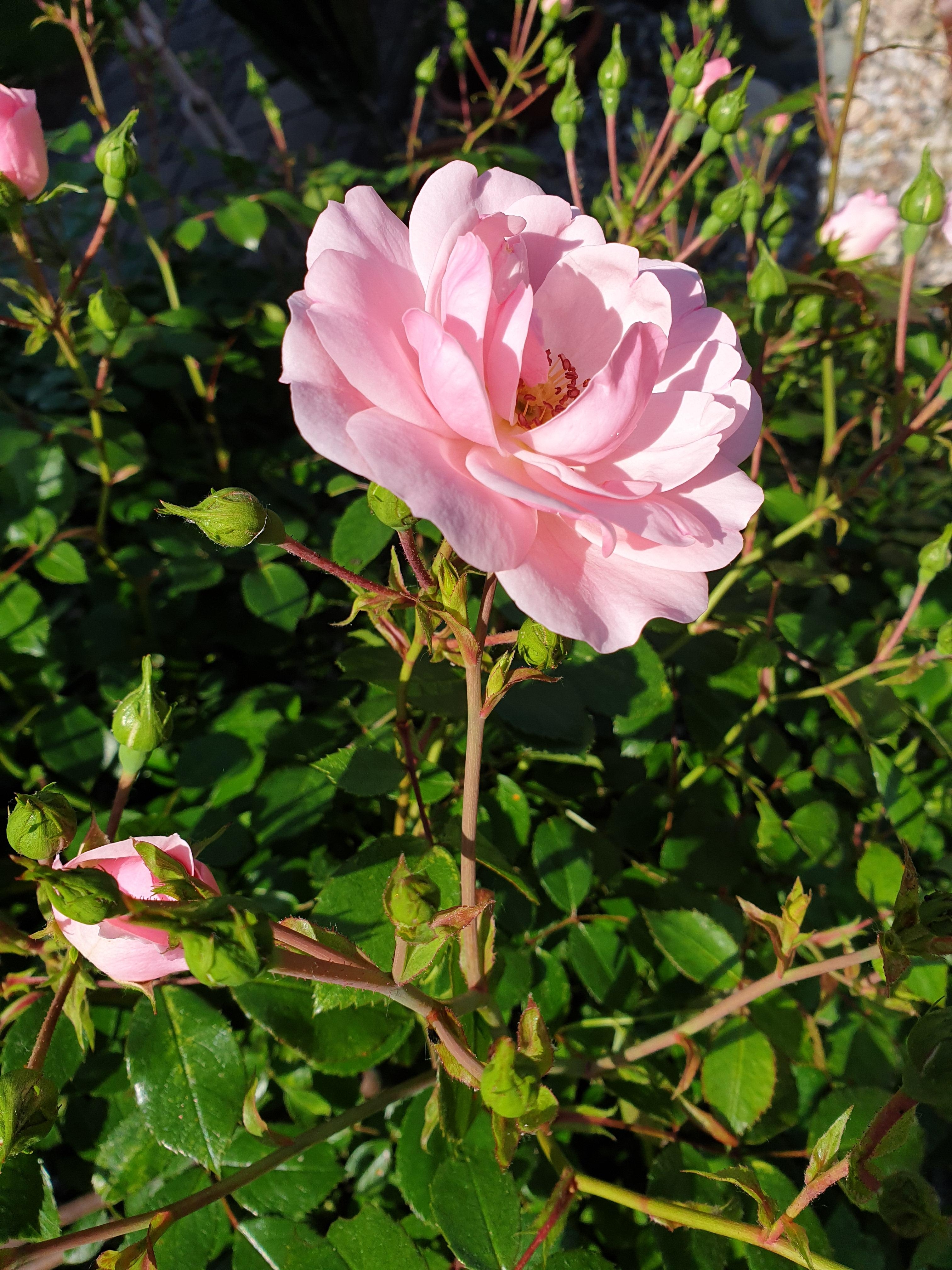#rose #frühling #blumen #flowers #flowerpower #garten #vorgarten