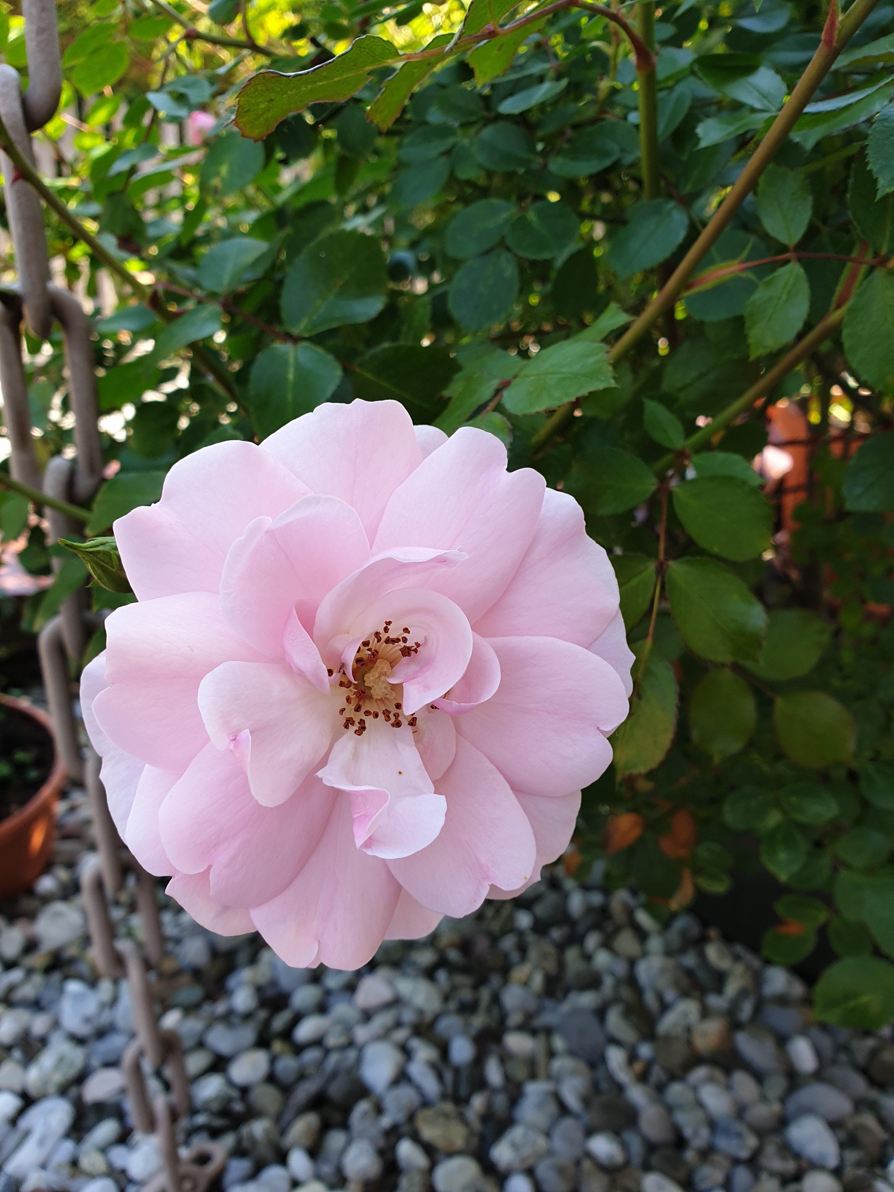 #rose #frühling #blumen #flowers #flowerpower #garten #vorgarten