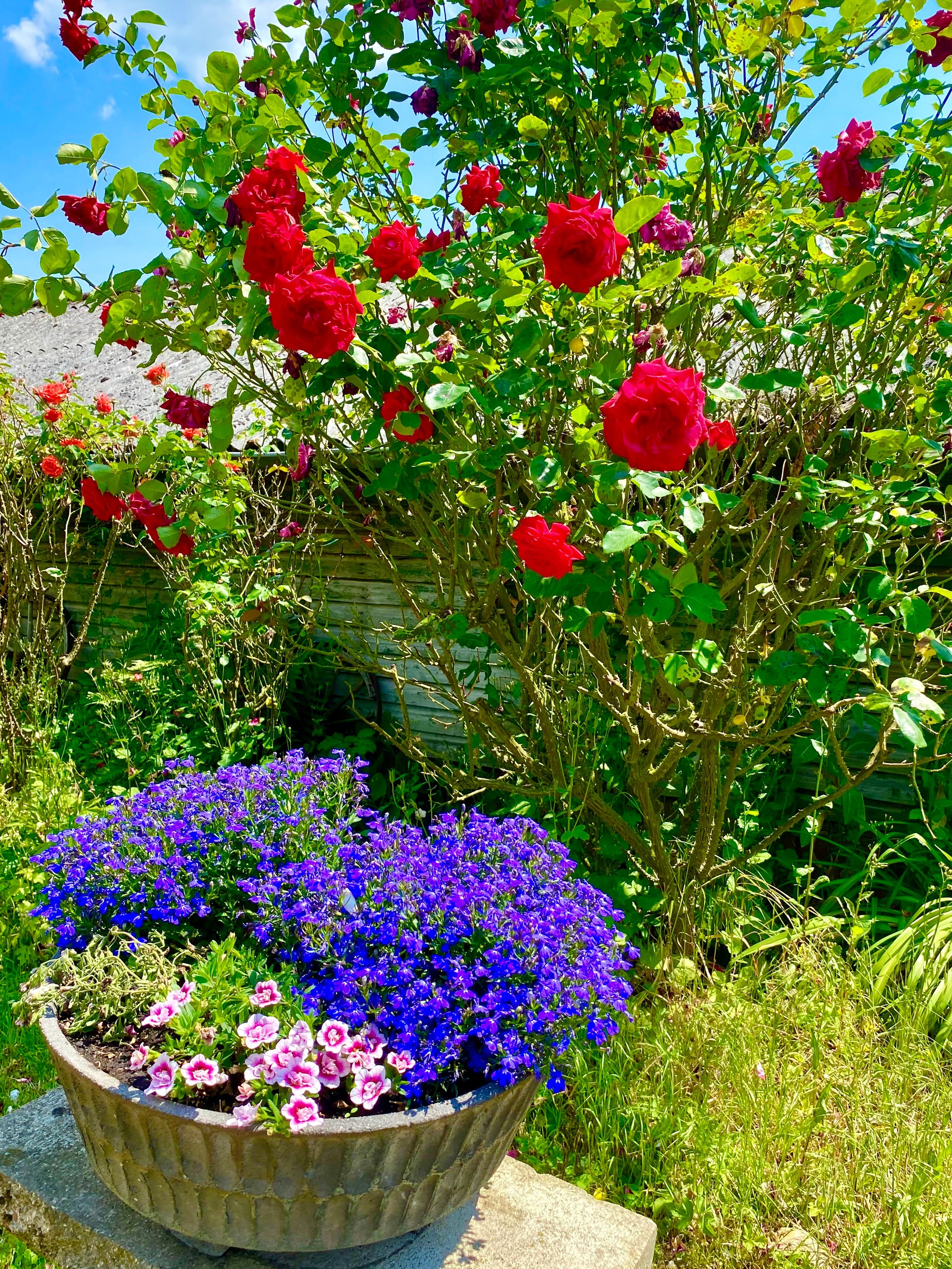 #rosen #garten - diese Farben 
#pflanzenliebe #blumenliebe #frühjahr