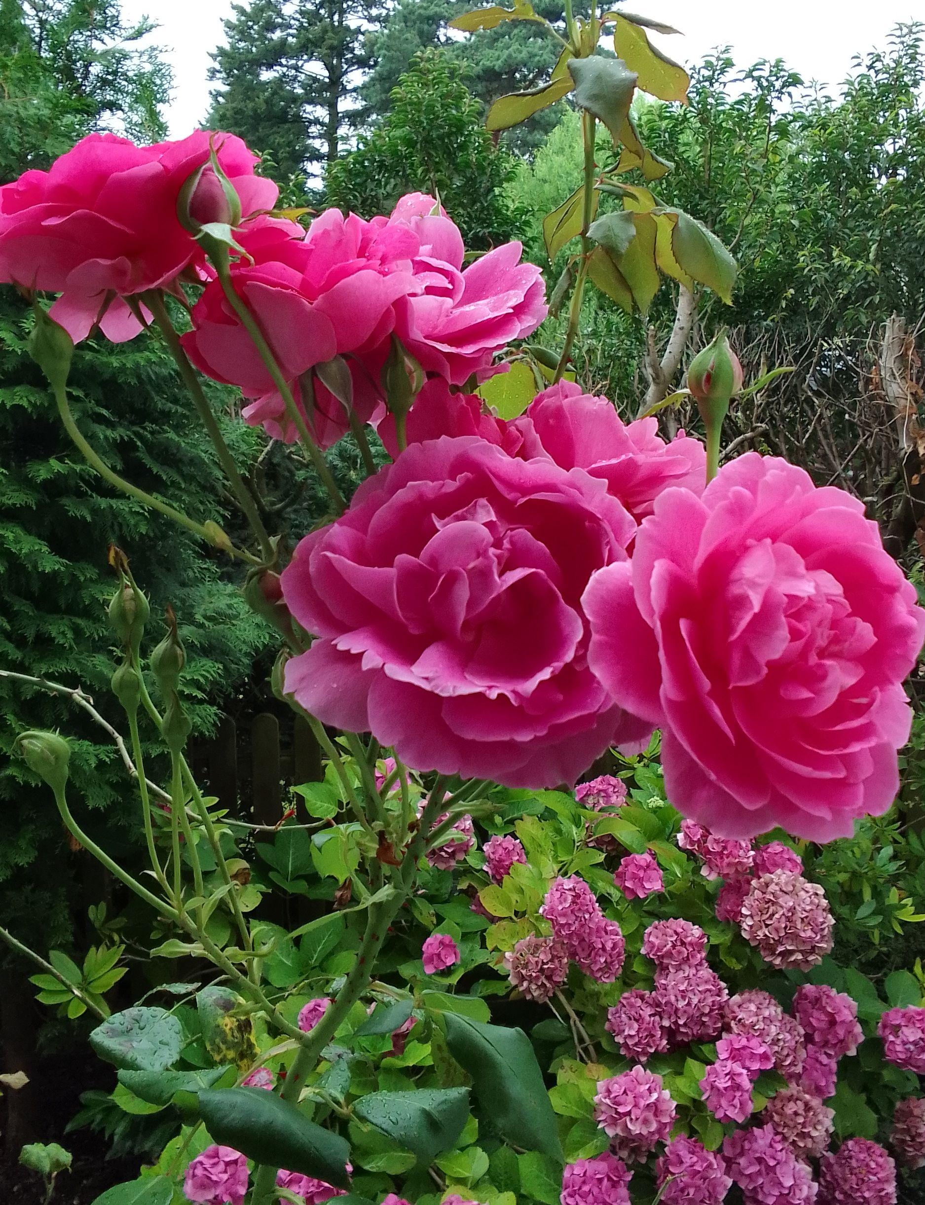 #rosen #hortensien #rosa #garten