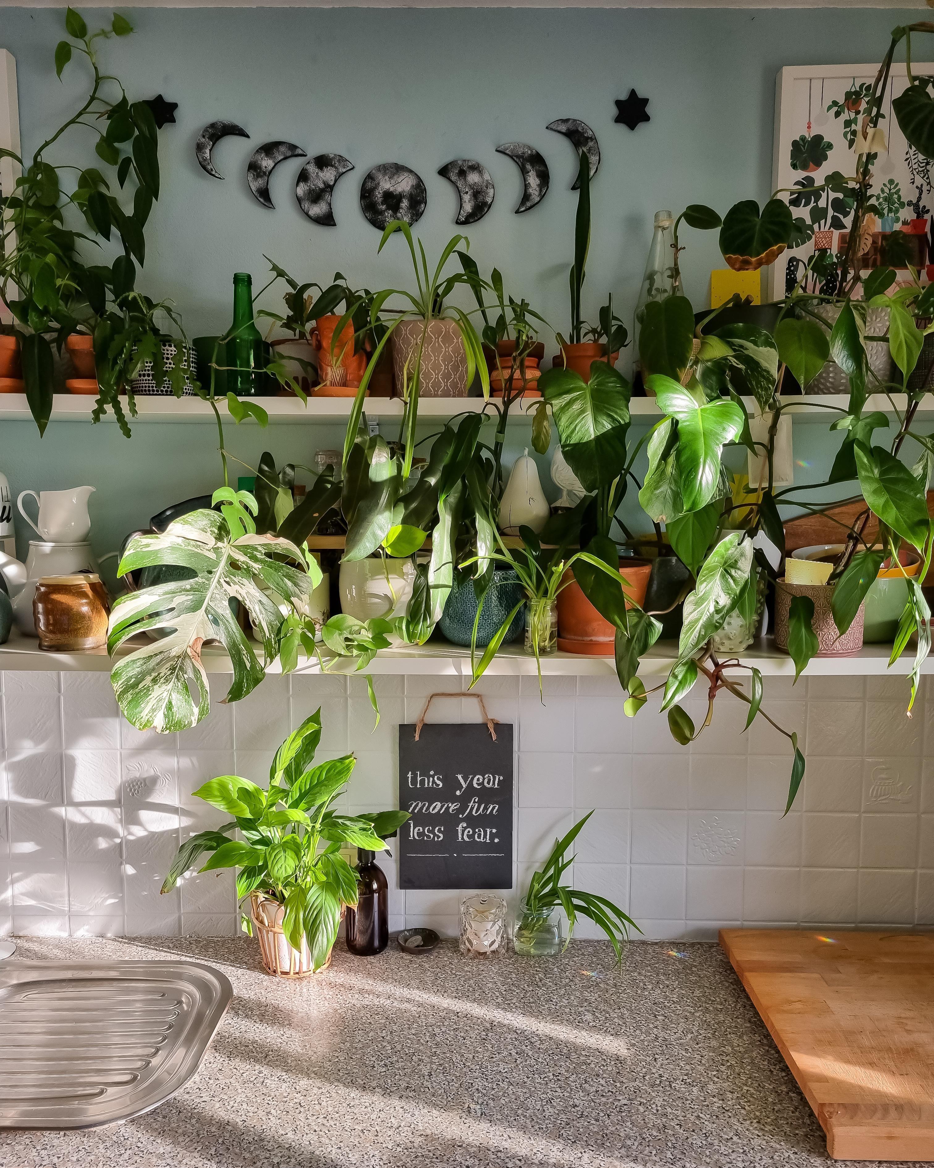 Sammeln ist ein Urinstinkt 🪴 #Küche #Regal #Pflanzen #Mondgirlande #Girlande #keramik #Terrakotta 