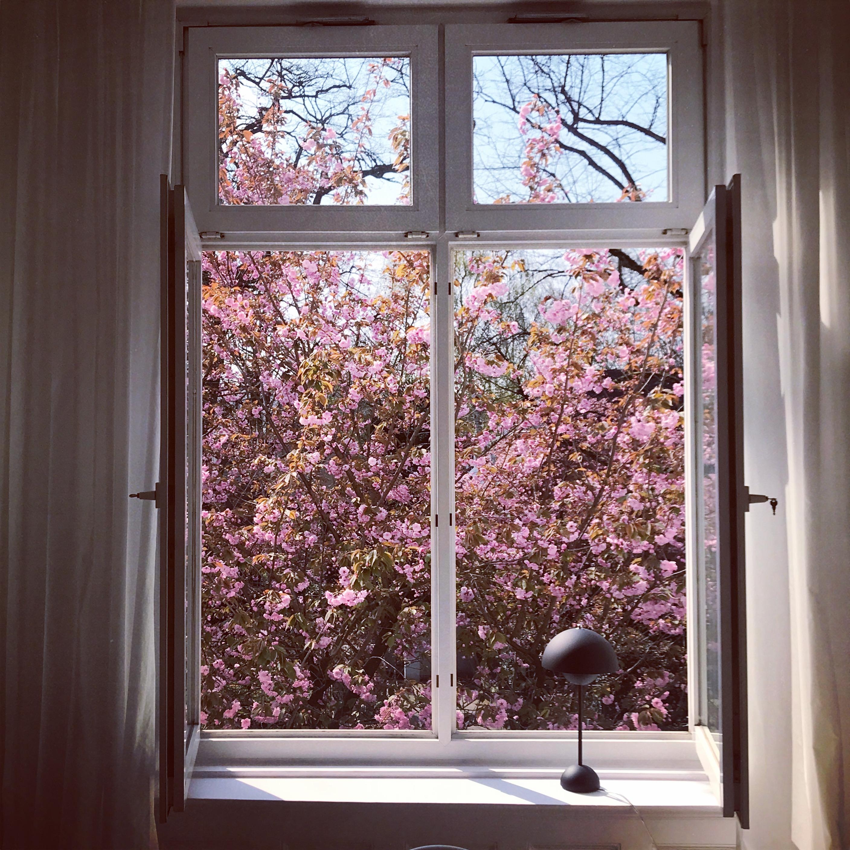 Schade, dass die Zeit der #kirschblüte  so kurz ist. #fenster #living #ausblick #wohnen #scandiliving #nordicliving