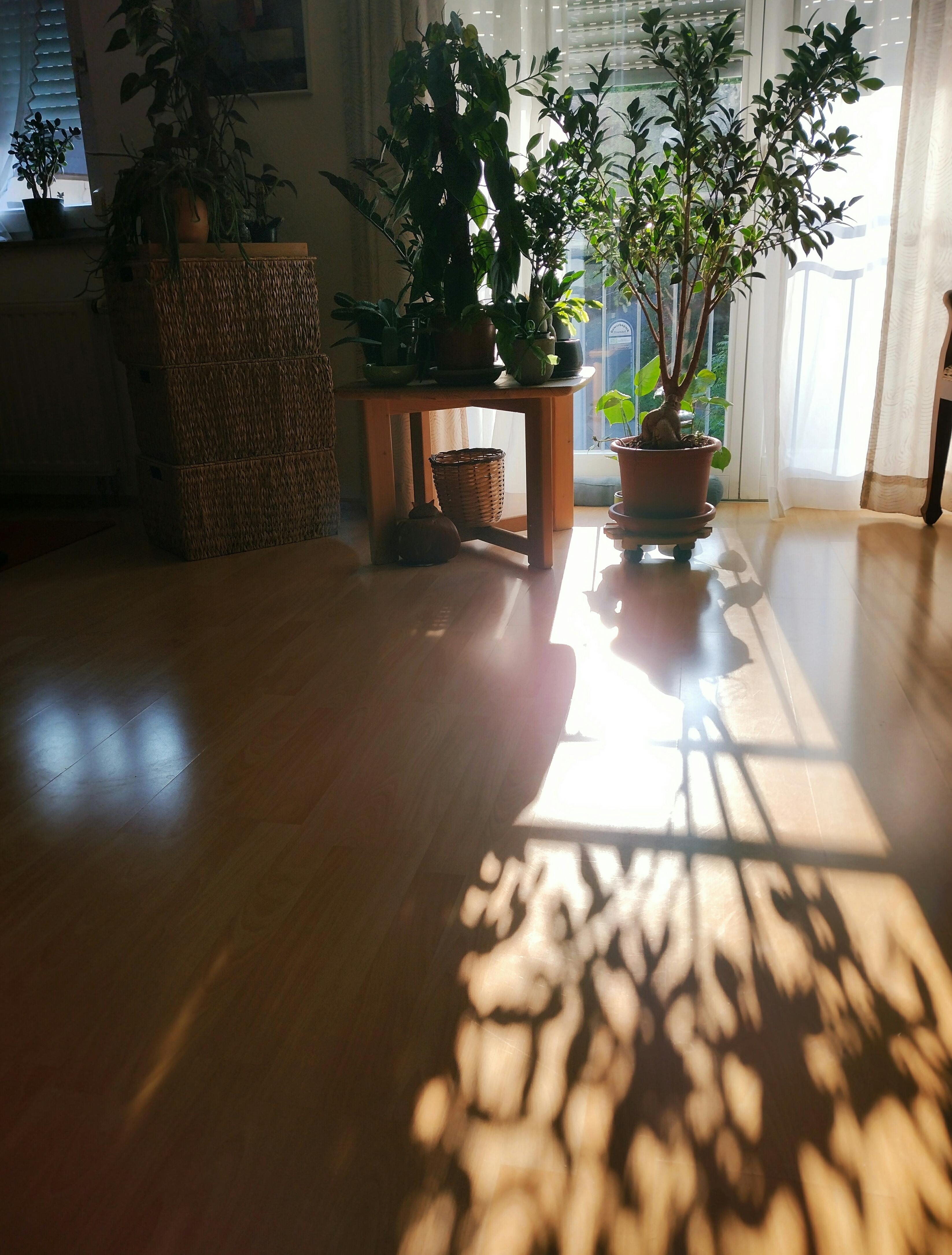 Schattenspiel am Spätnachmittag #wohnzimmer #pflanzen #pflanzenliebe #tisch #körbe #parkettboden #licht #schatten