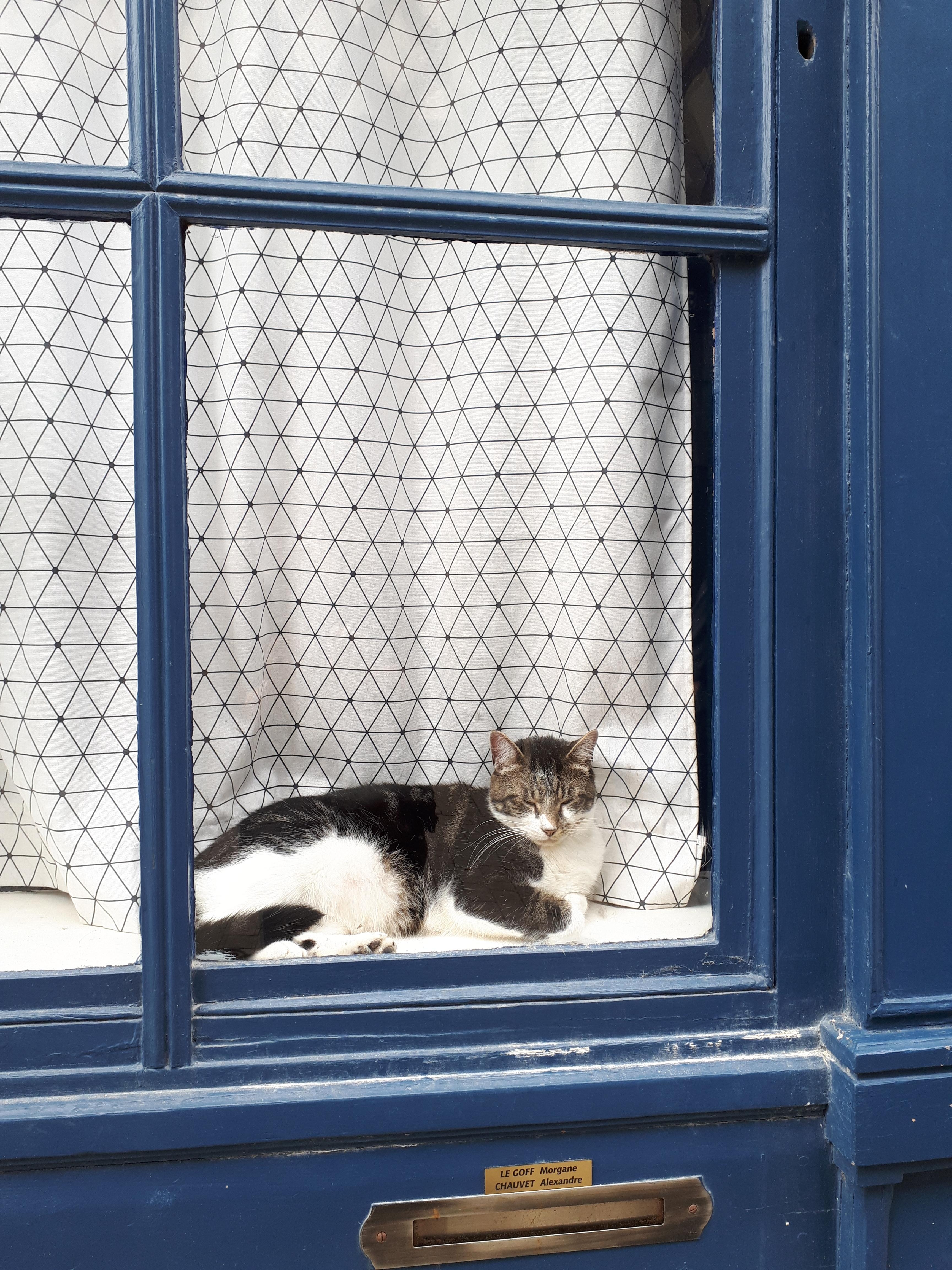 Schaufensterkatze, gesehen in Bourges, Frankreich. Auch sie beherrscht das Savoir vivre!