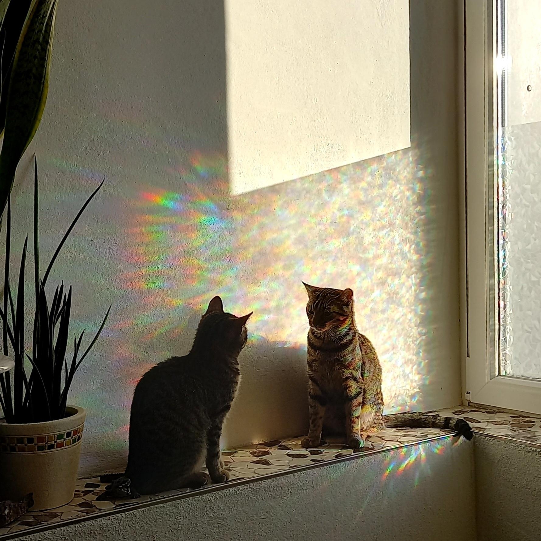 scheinbar lieben die Miezen das Regenbogenlicht im #Bad genauso wie ich 🌈 #bunt #Fenster 