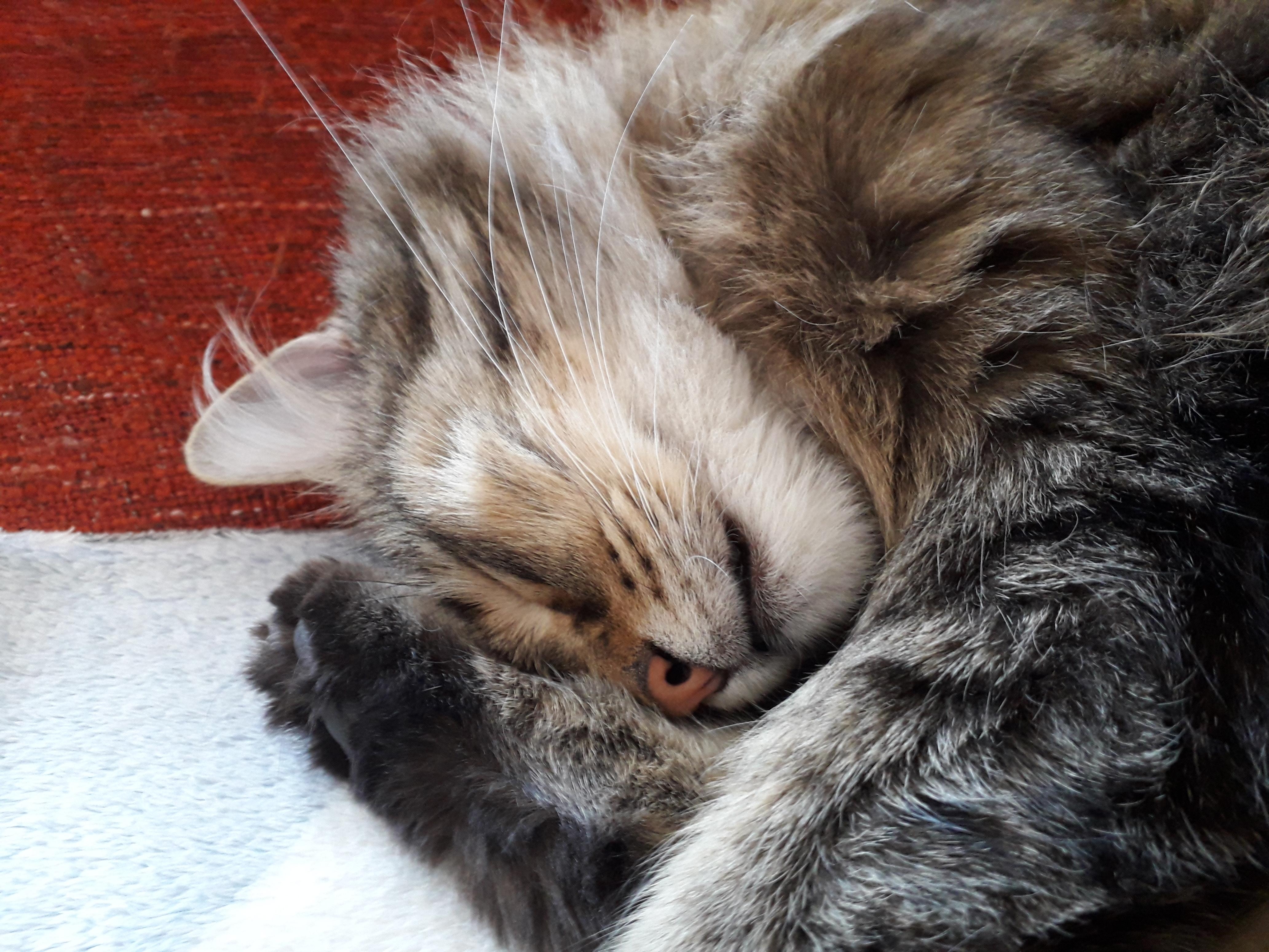 Schlafwetter...🌧☔🌧🌡
#Katze #Kater #Janosch #müde #catcontent #rescuecat