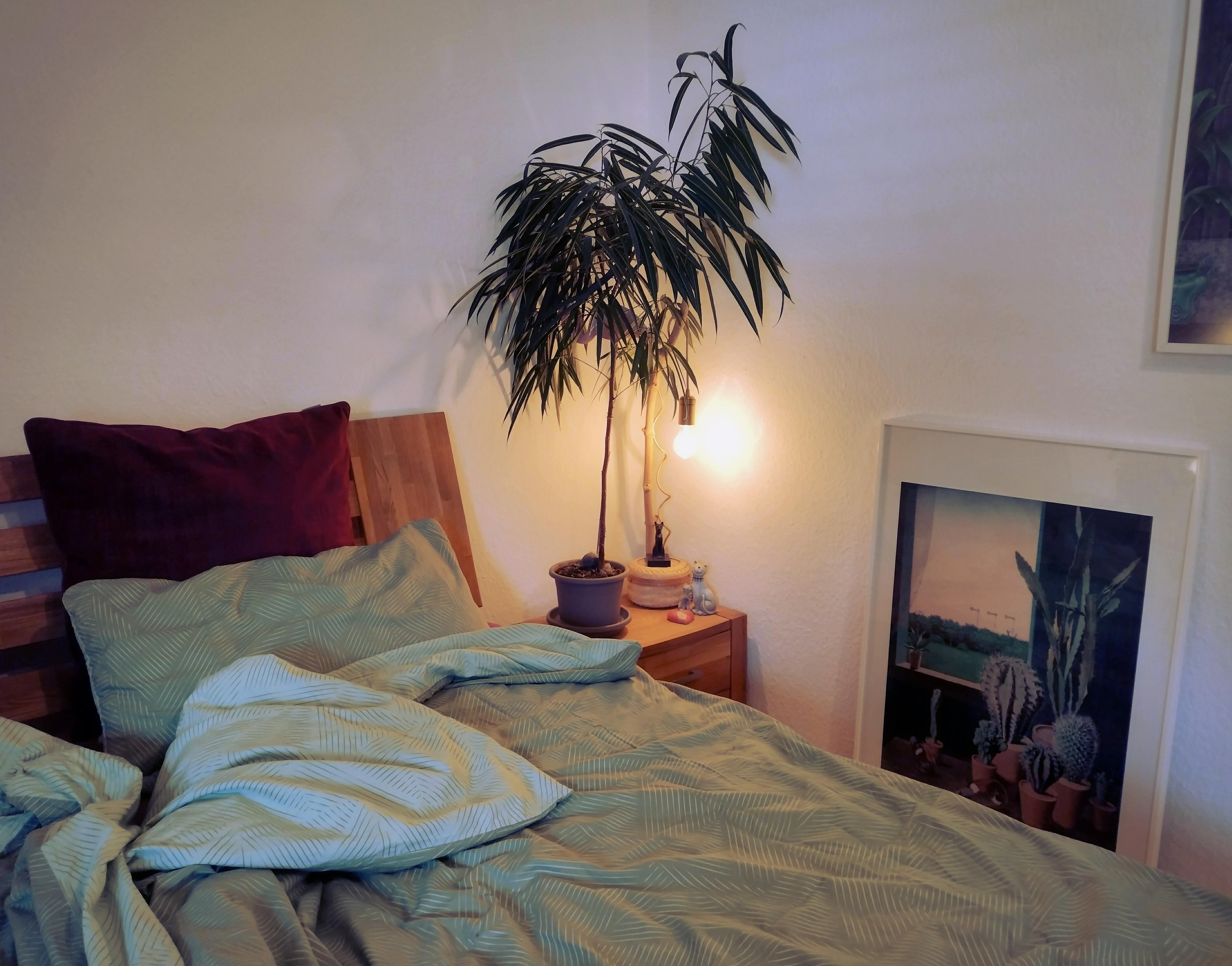 #schlafzimmer #dachgeschosswohnung #zimmerpflanze 