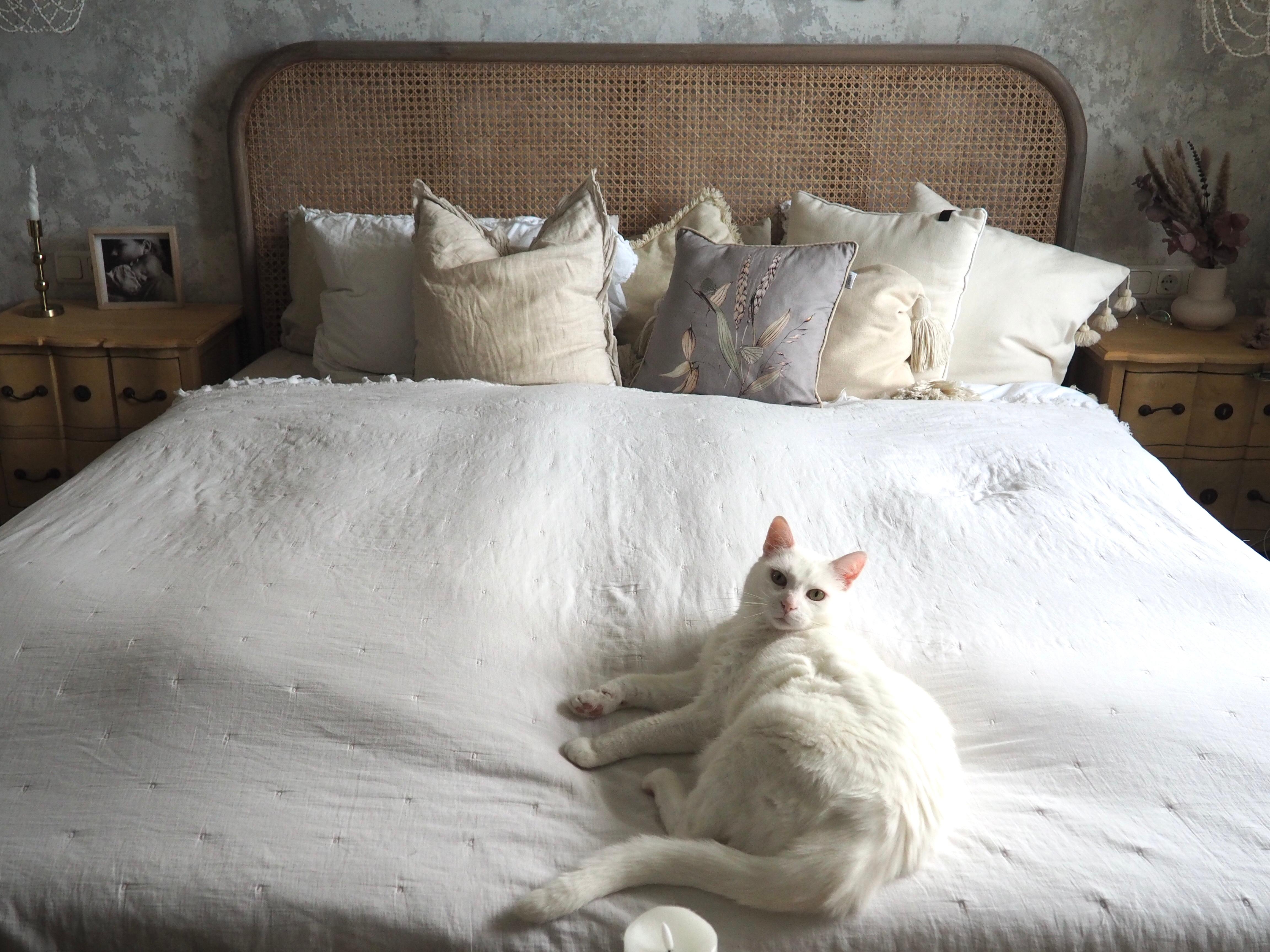 #schlafzimmer #katzenliebe #katze #couchstyle