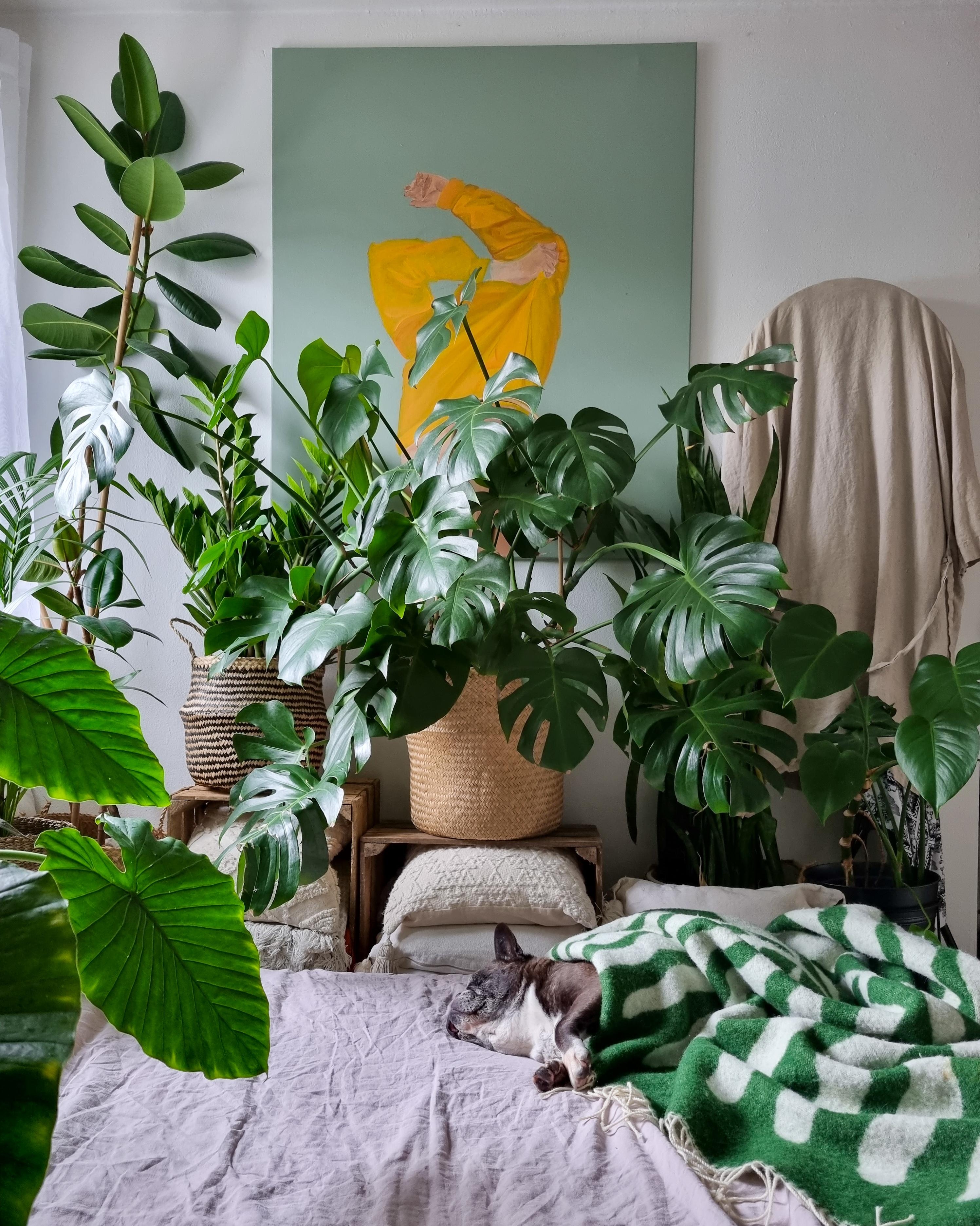 Schlafzimmer Mood 🪴✌🏼 #Schlafzimmer #Pflanzen #Bett #palettenbett #Paletten #Galerie #Bild