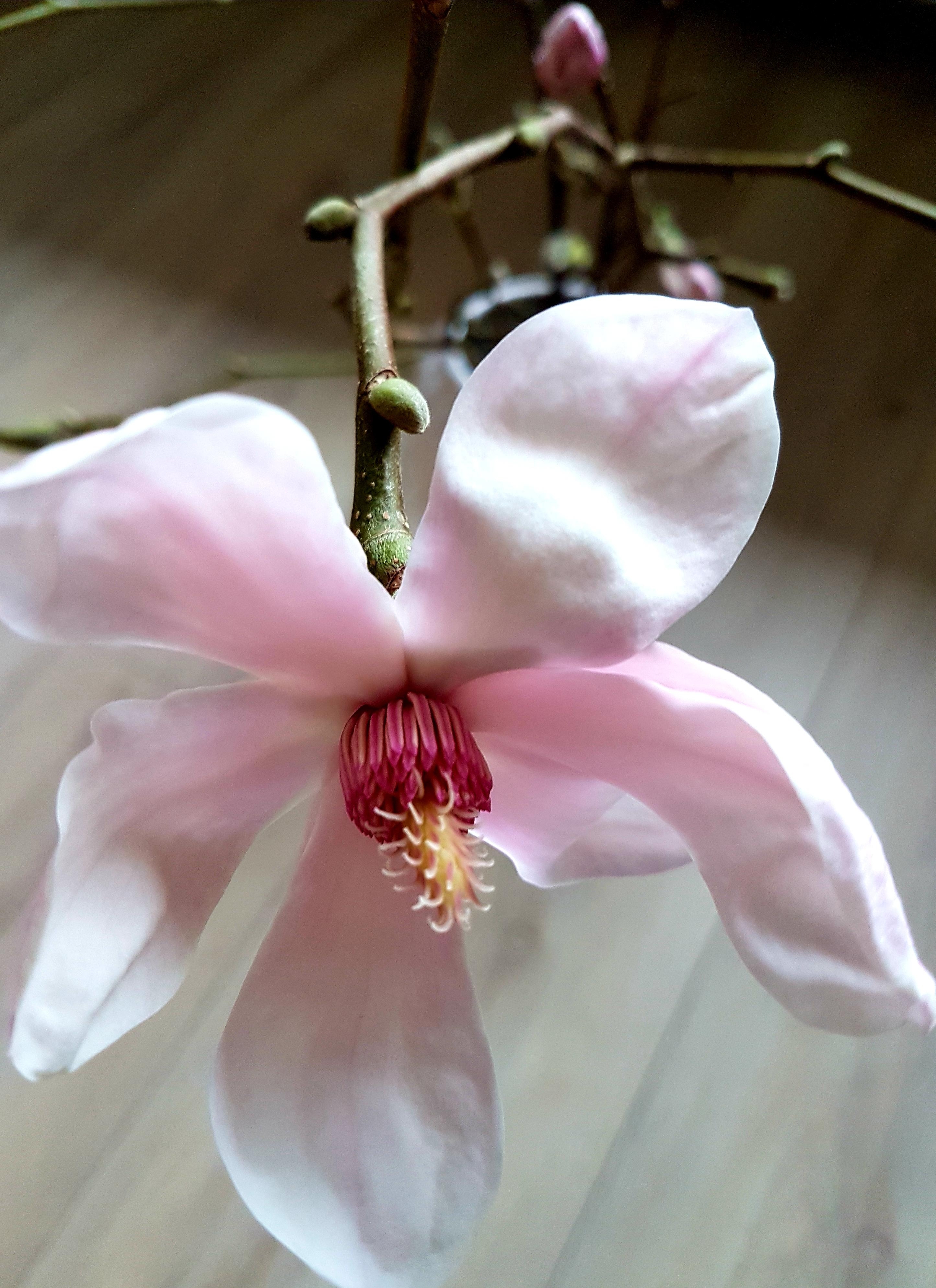 Schlichte Schönheit, einfach nur schön # Magnolienblüte