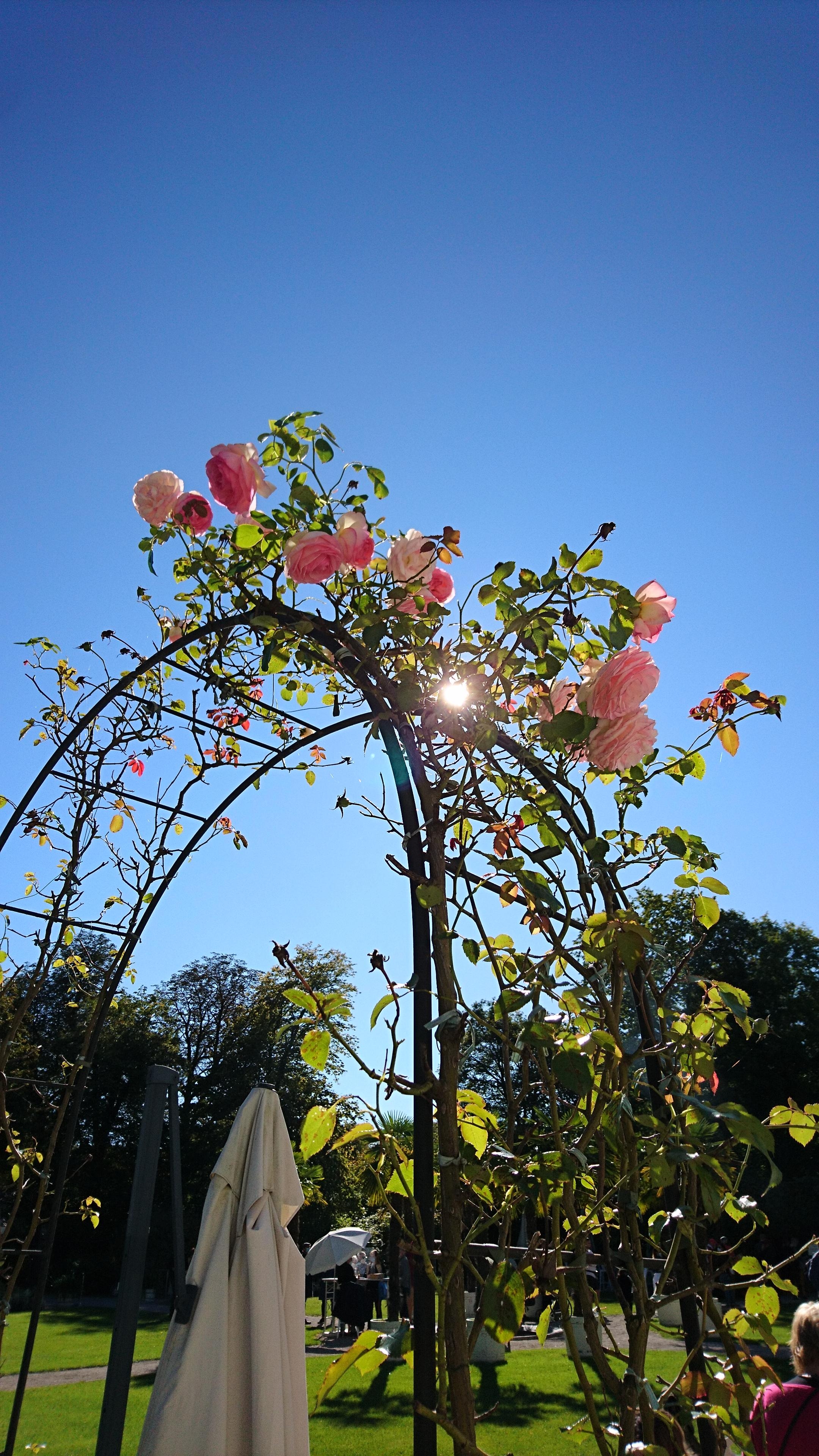 Schloßpark Rosen in der Herbstsonne

#Nymphenburg #Herbst #Rosen