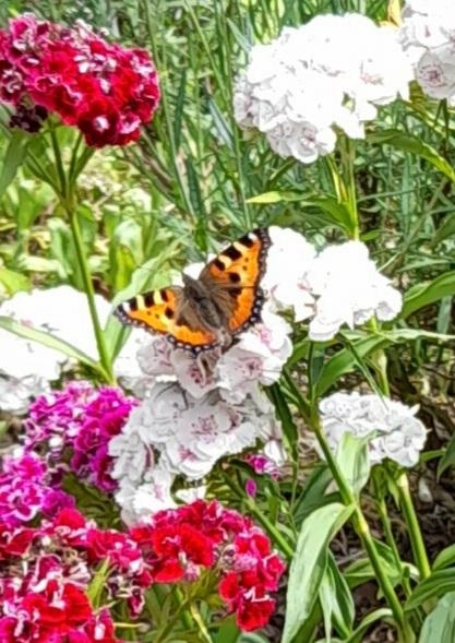 #Schmetterling #Garten #Bartnelke