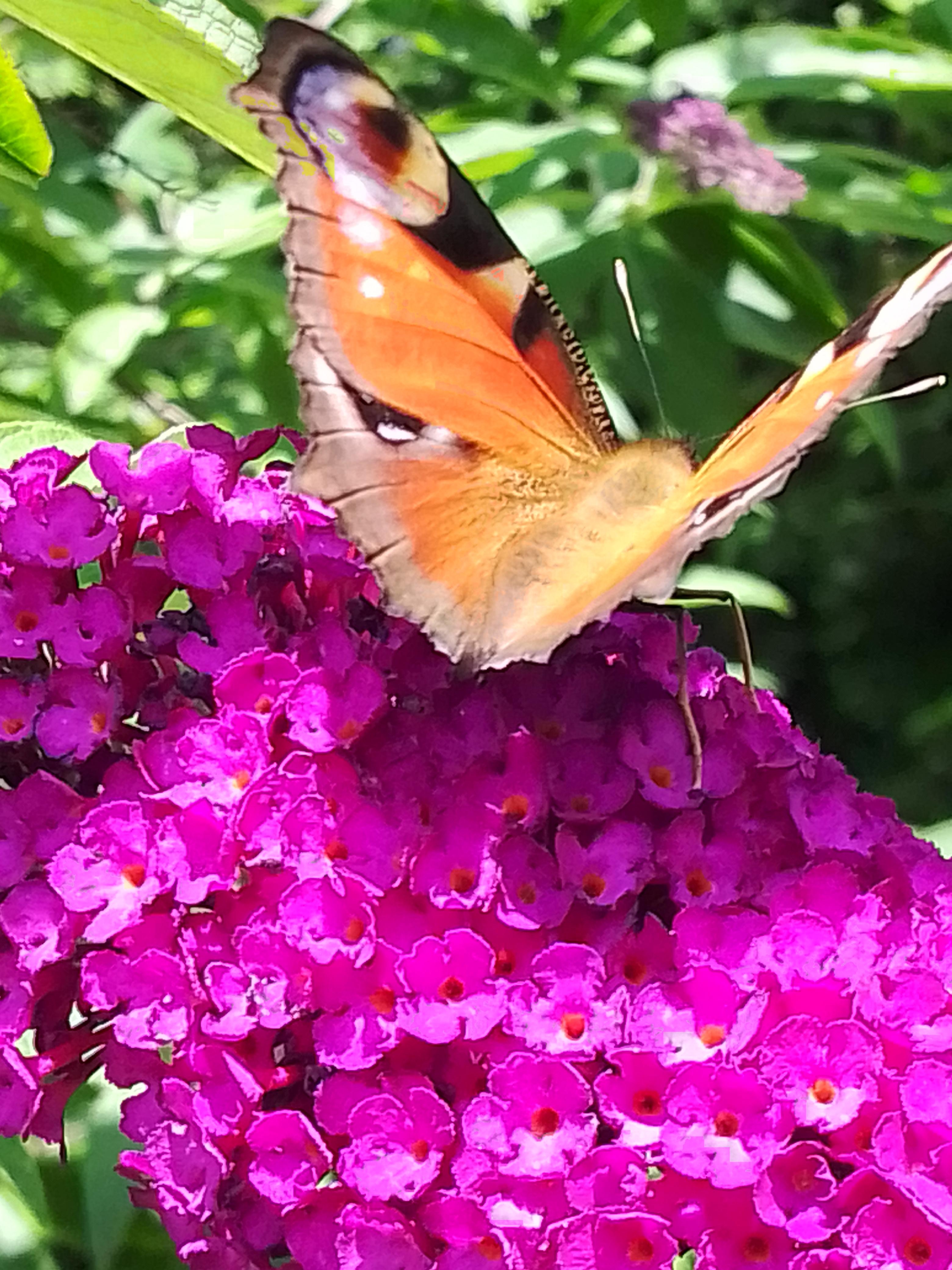#Schmetterling#Natur#Schmetterlingsstrauch#Garten