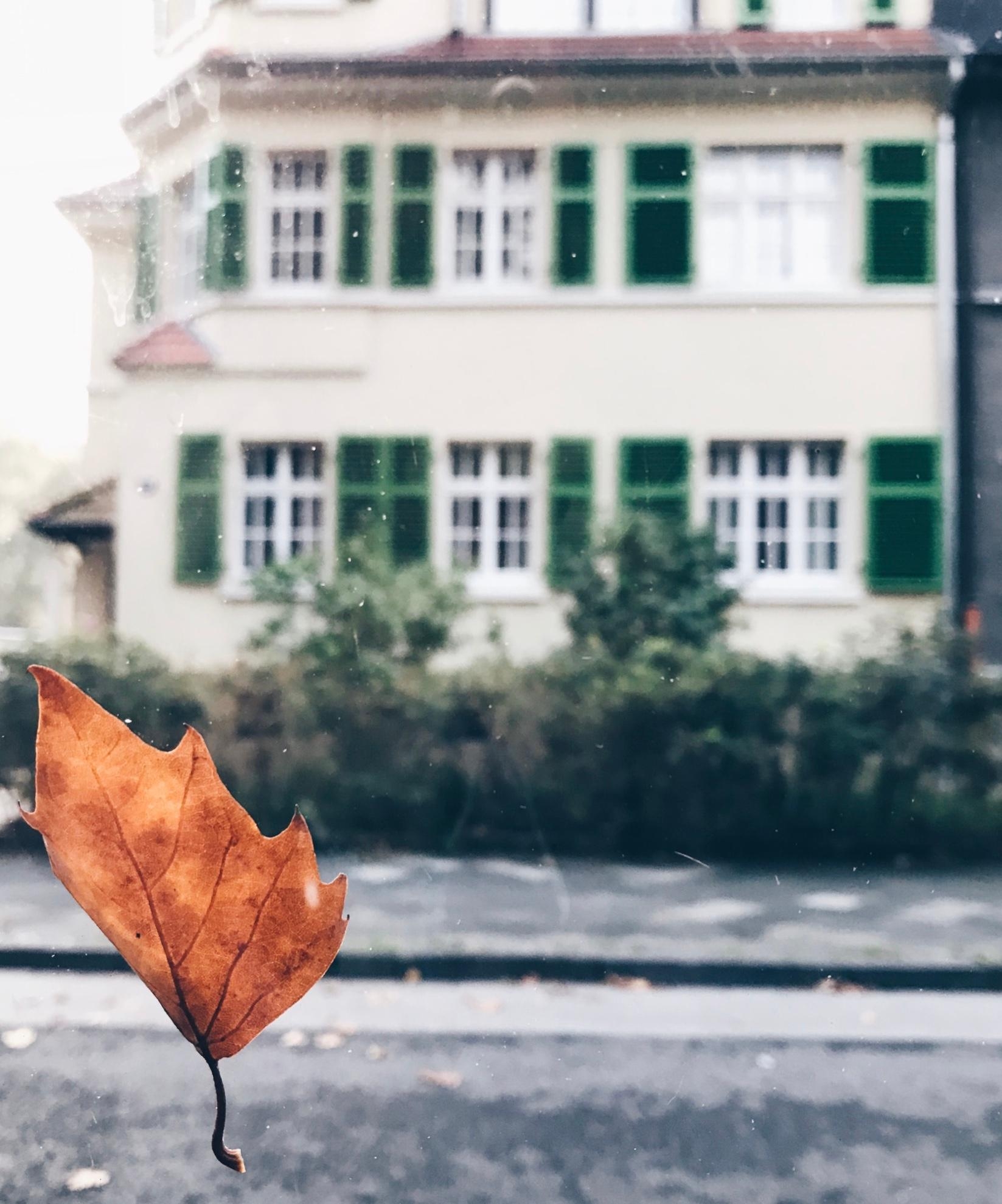 Schnappschuss aus dem Auto😍🍂
#Herbst #Home #altbauliebe #couchliebt #wohnen #interior #altbau 