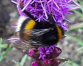 Schnappschuss im Garten :)