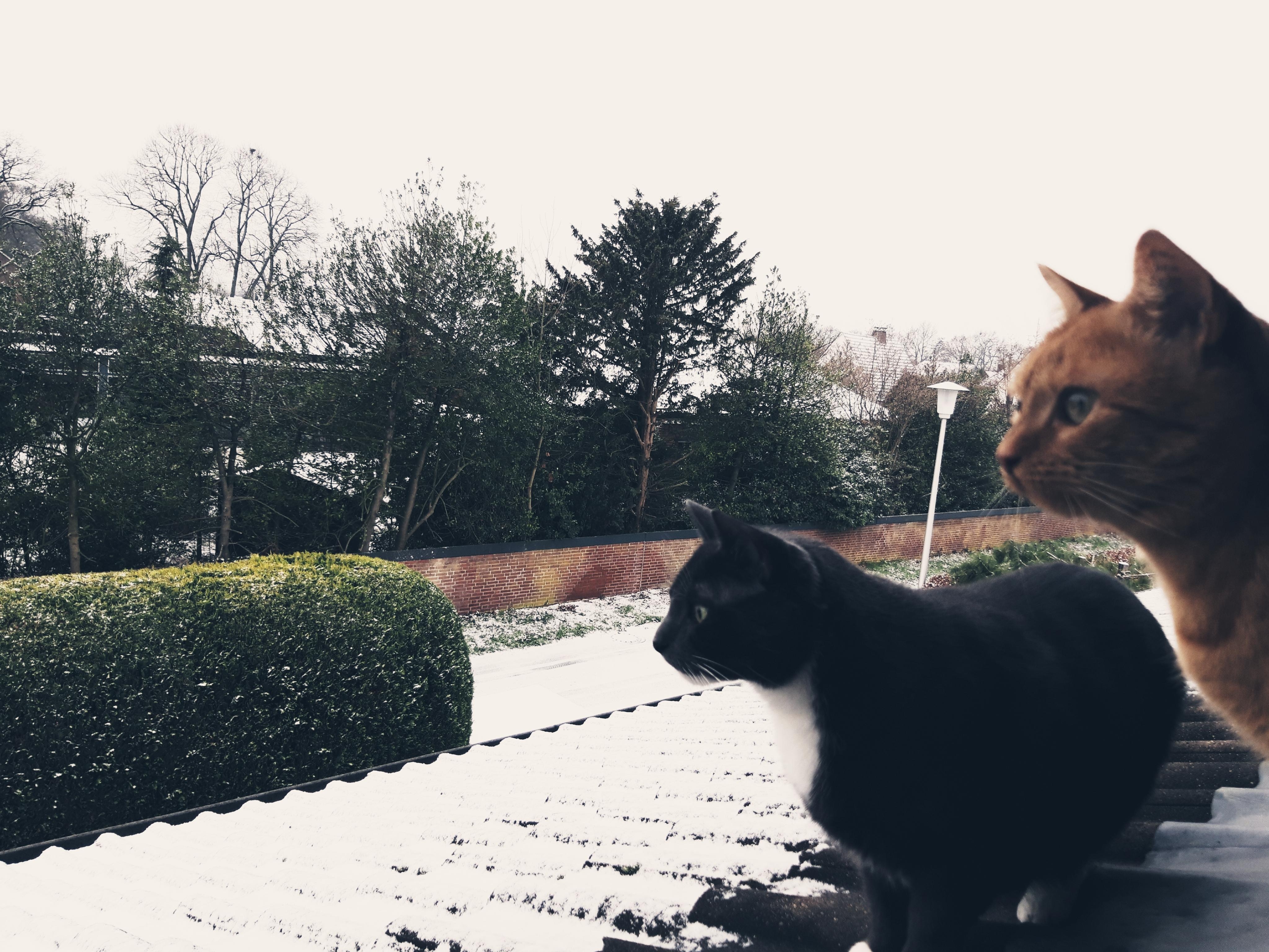 Schnee erfüllt den Ort...
#Schnee 
#Katzen