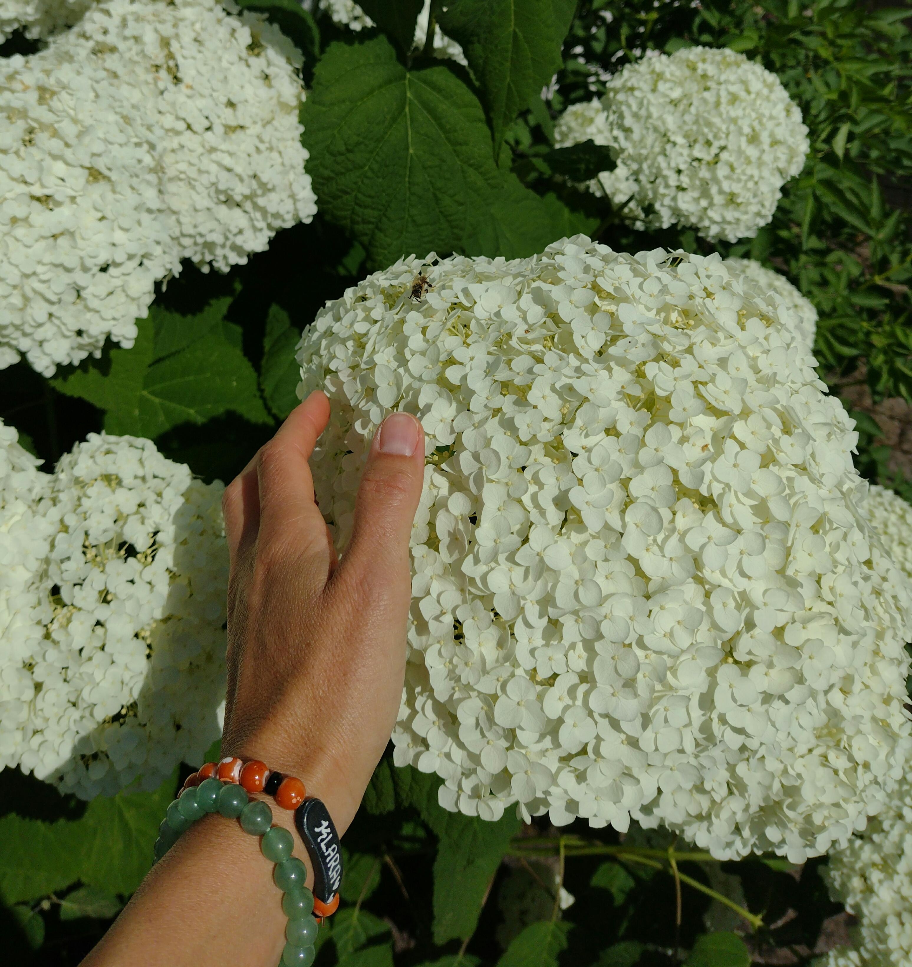 Schneeball-Hortensie 😍🤍#sommer #blüten #armband #naturliebe