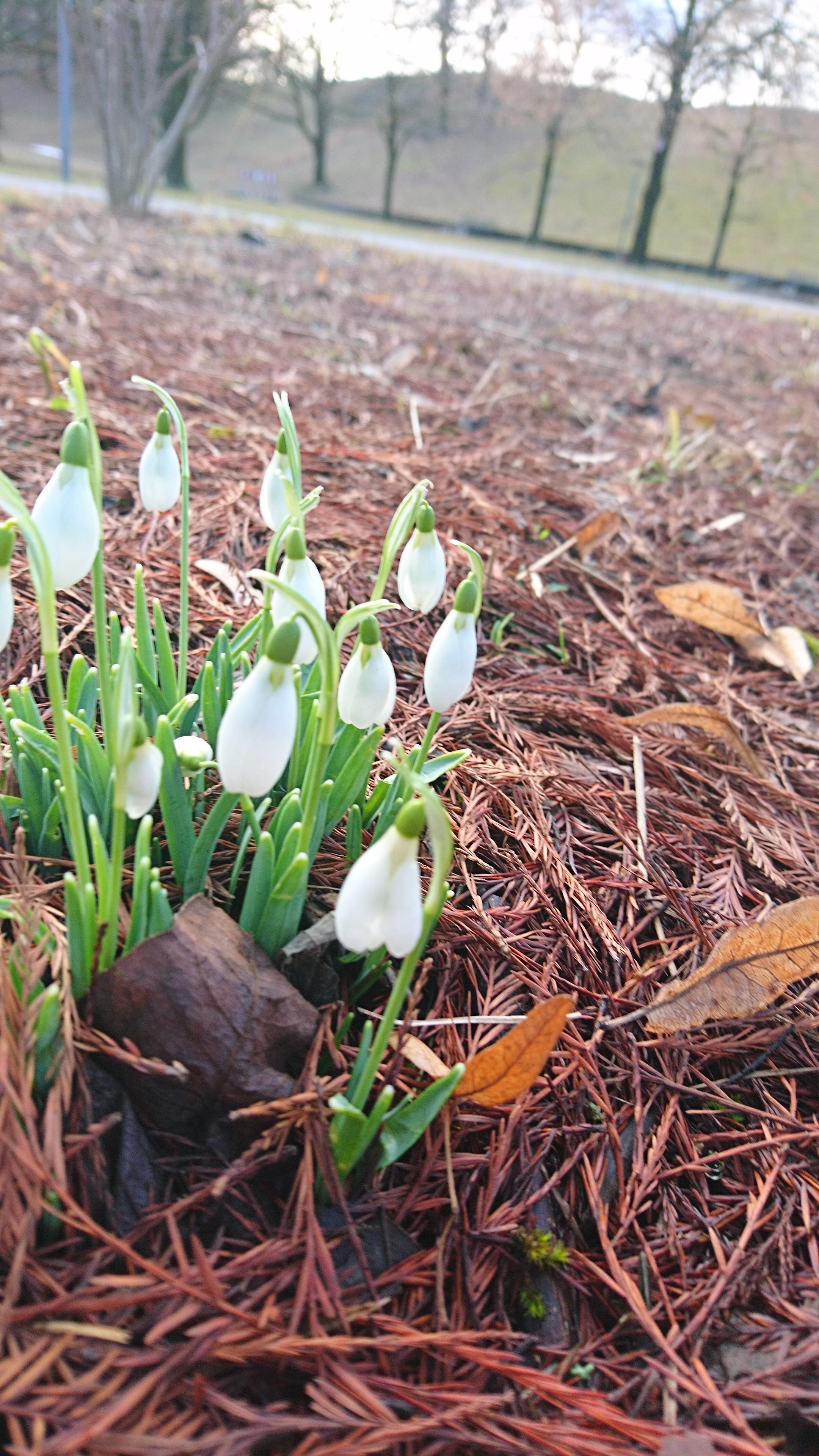Schneeglöckchen ohne Schnee in der bayerischen Landeshauptstadt. 
Süße Grüße zum Wochenstart 🤗

#springiscoming 