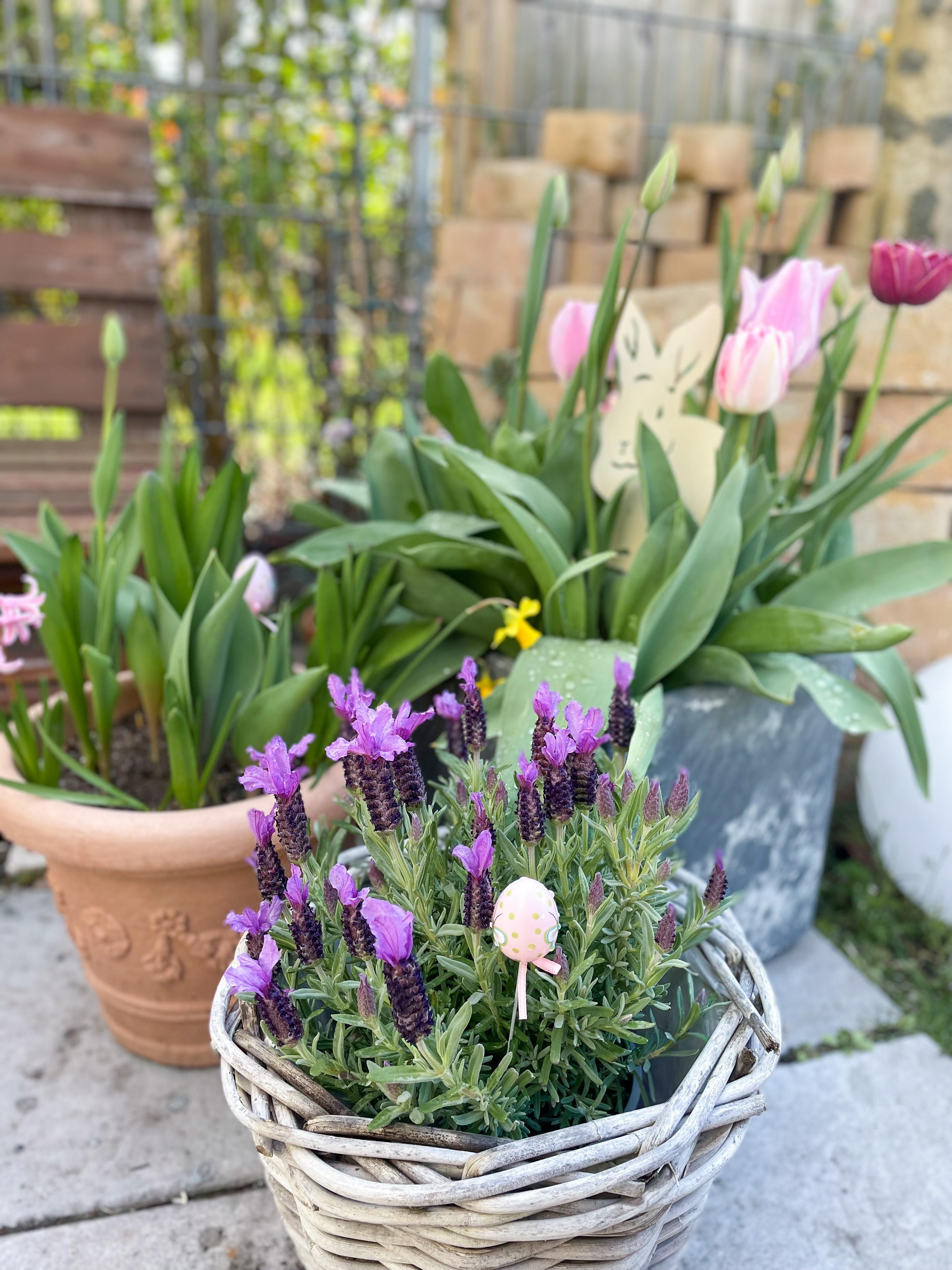 Schön, wenn alles so langsam blüht 🌸! #tulpen #frühling #ostern #lavendel #osterdeko #garten #frühjahr #frühlingsgefühle