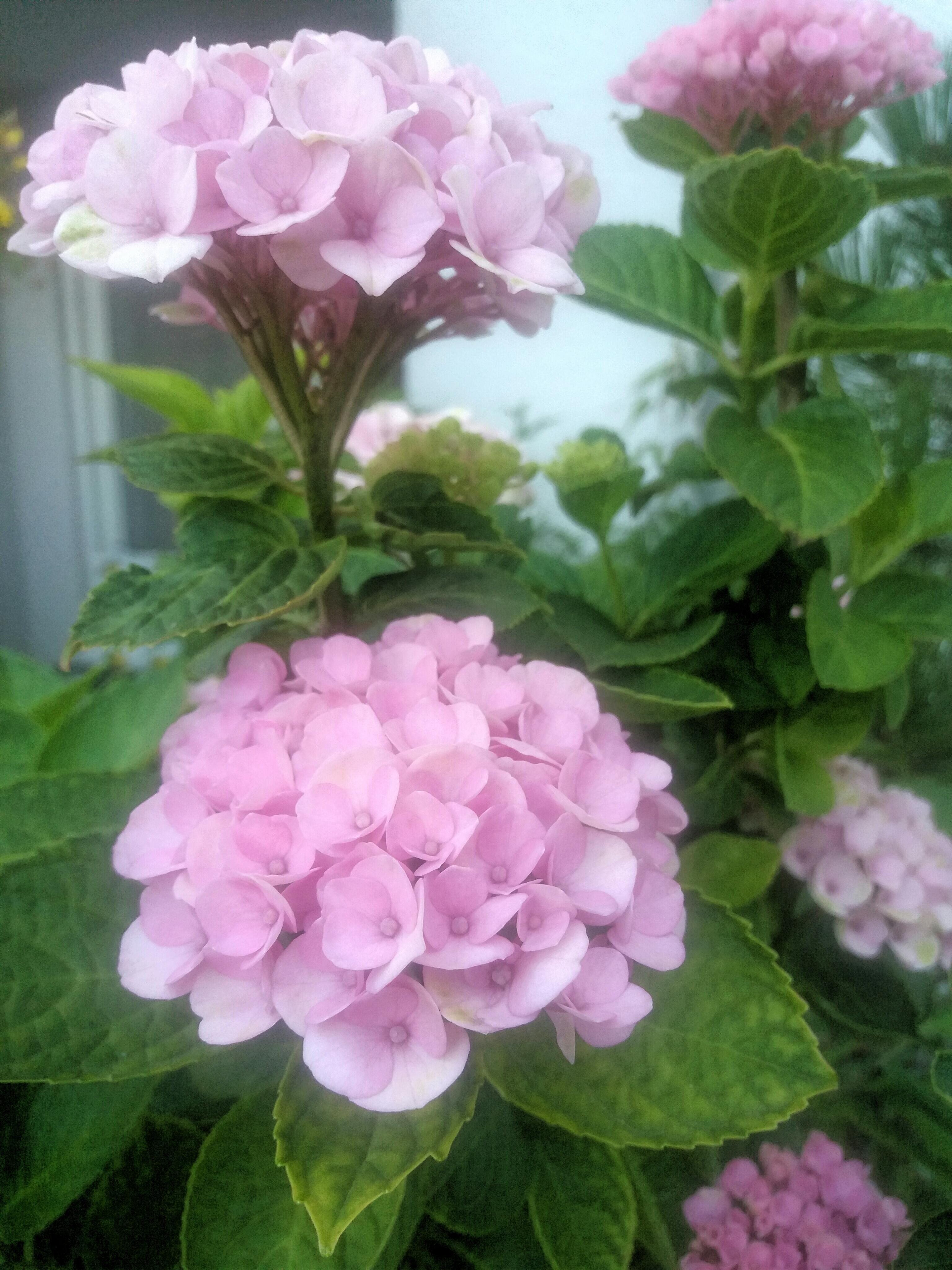 Schöne Pfingsten 
#hortensien #blumenliebe #topfpflanze #rosa  
