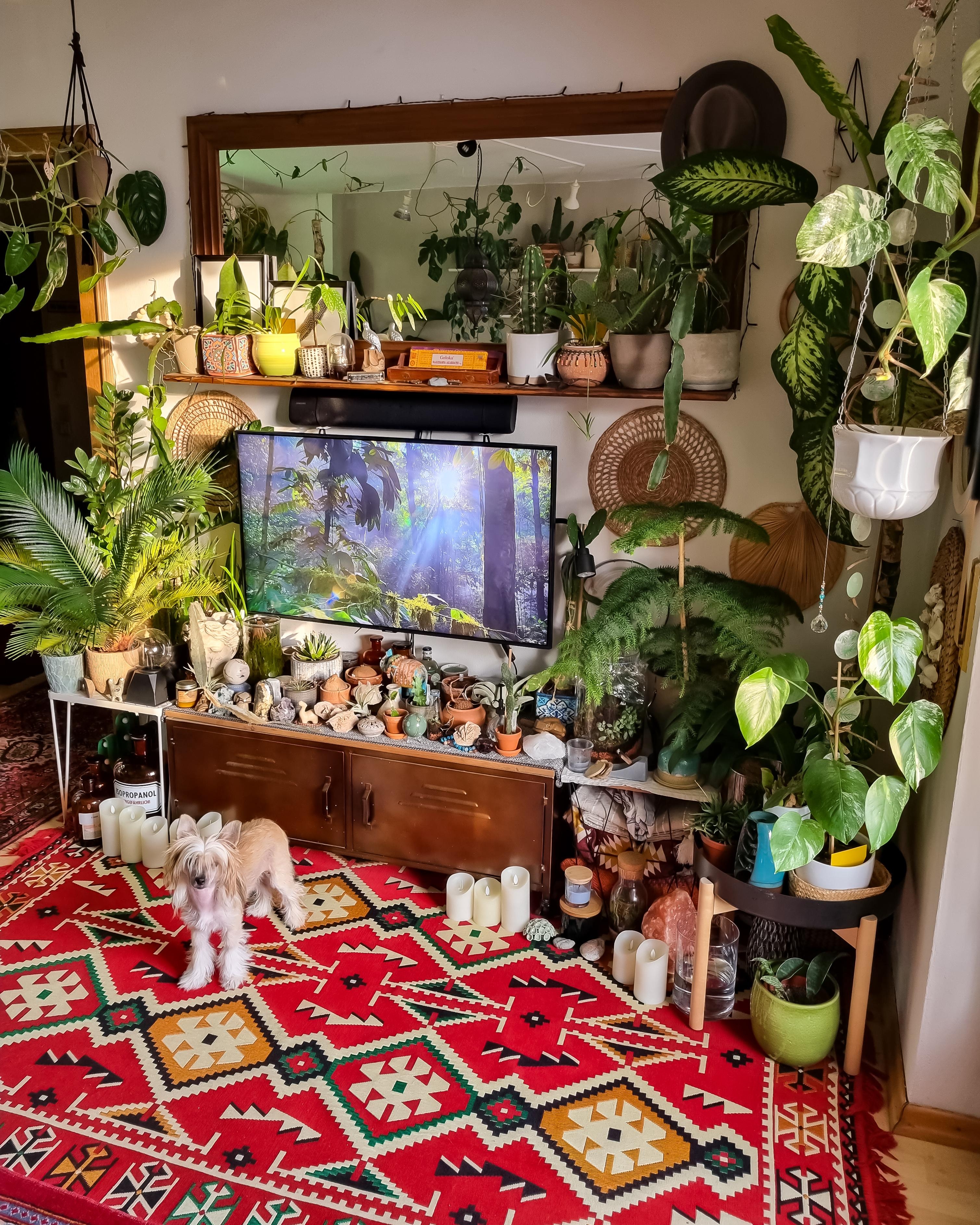 Schönen Abend 🪴 #Wohnzimmer #tvboard #Regal #Pflanzen #Fernseher #urbanjungle #Teppich #boho #hippie #sideboard 