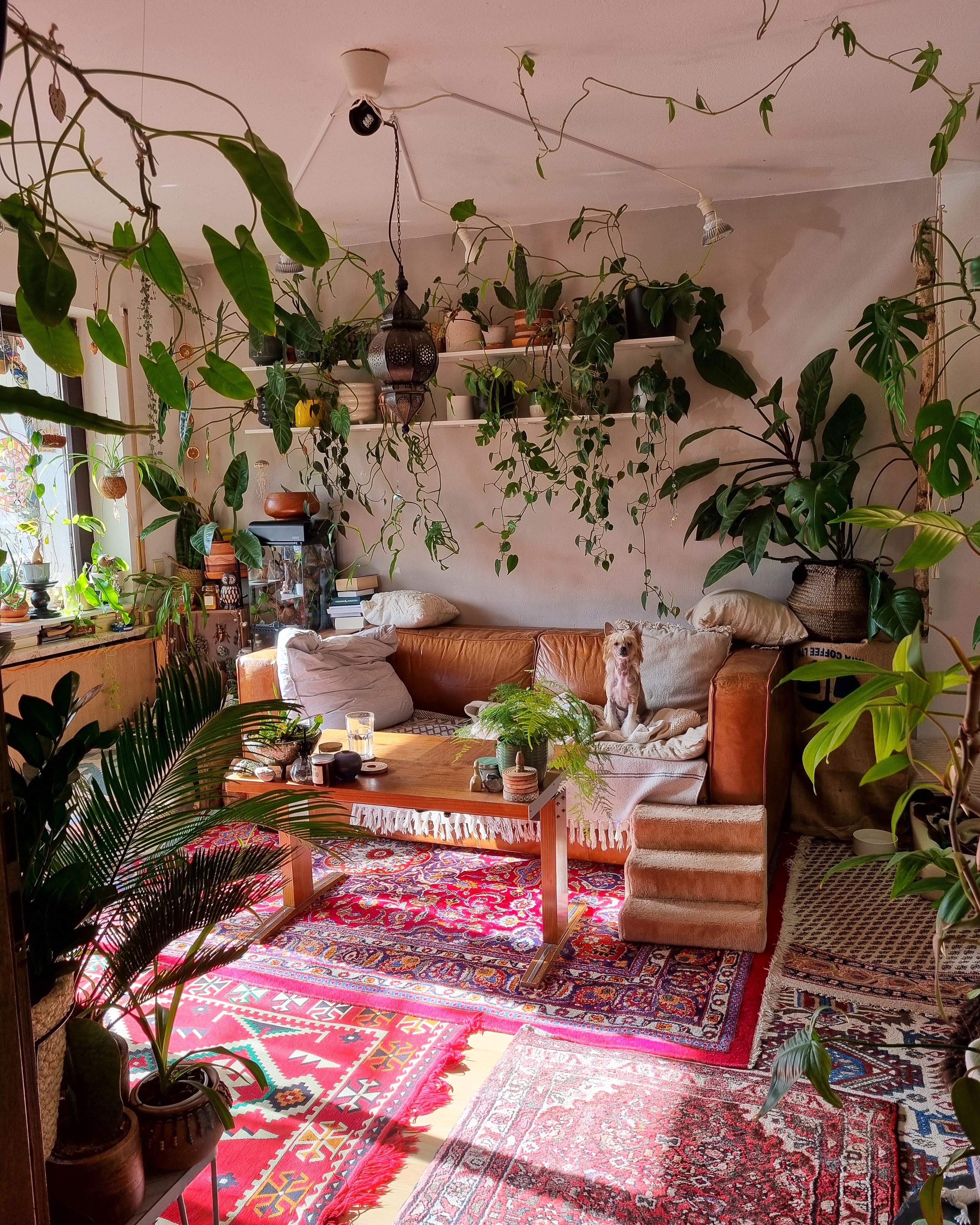 Schönen Mittwoch ☀️🪴❤️ #Wohnzimmer #Pflanzen #Couch #Sofa #teppich #Regal 