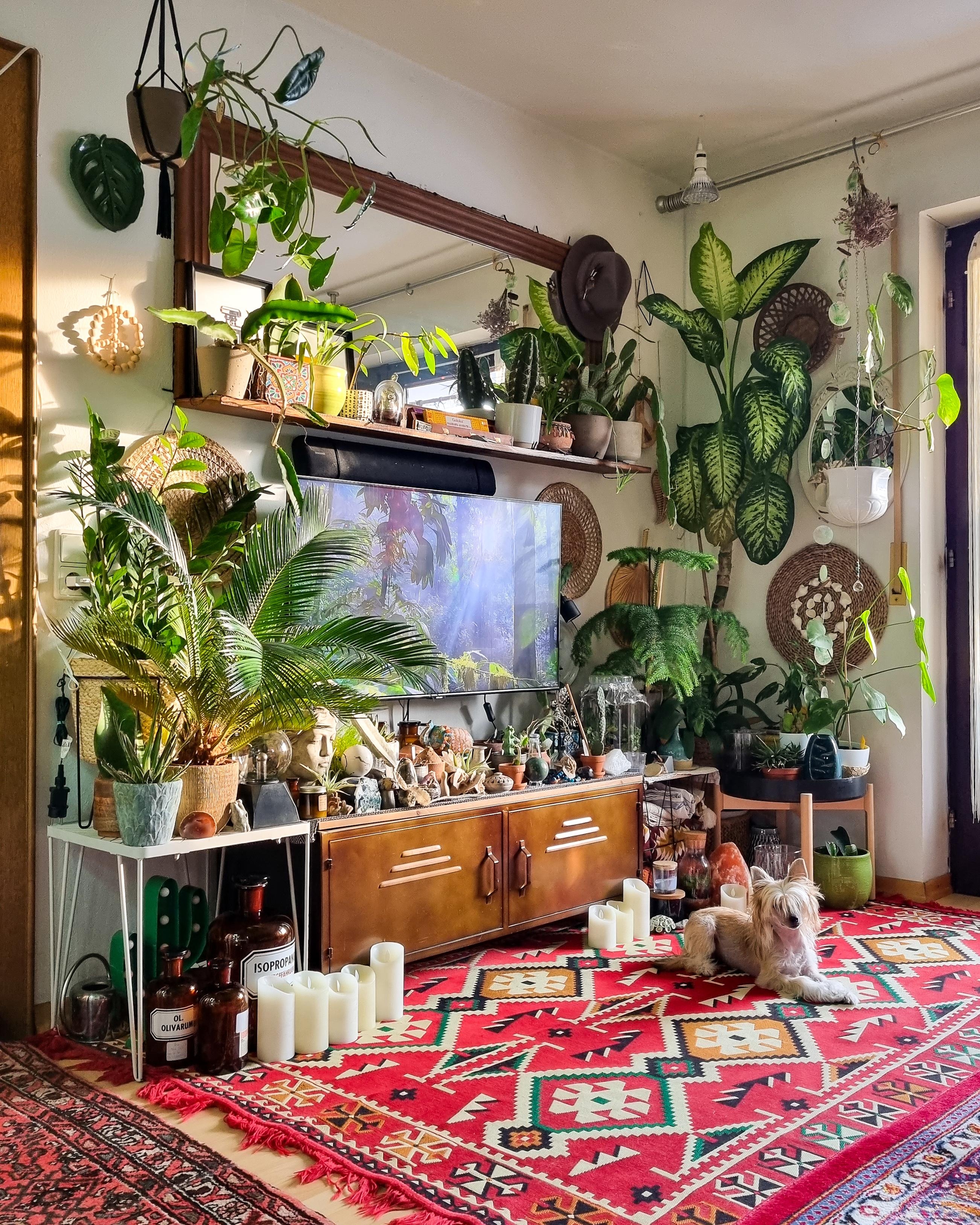 Schönen Nachmittag ✨️ #Wohnung #wohnzimmer #Pflanzen #Spiegel #urbanjungle #Kerzen #Teppich #boho #hippie 