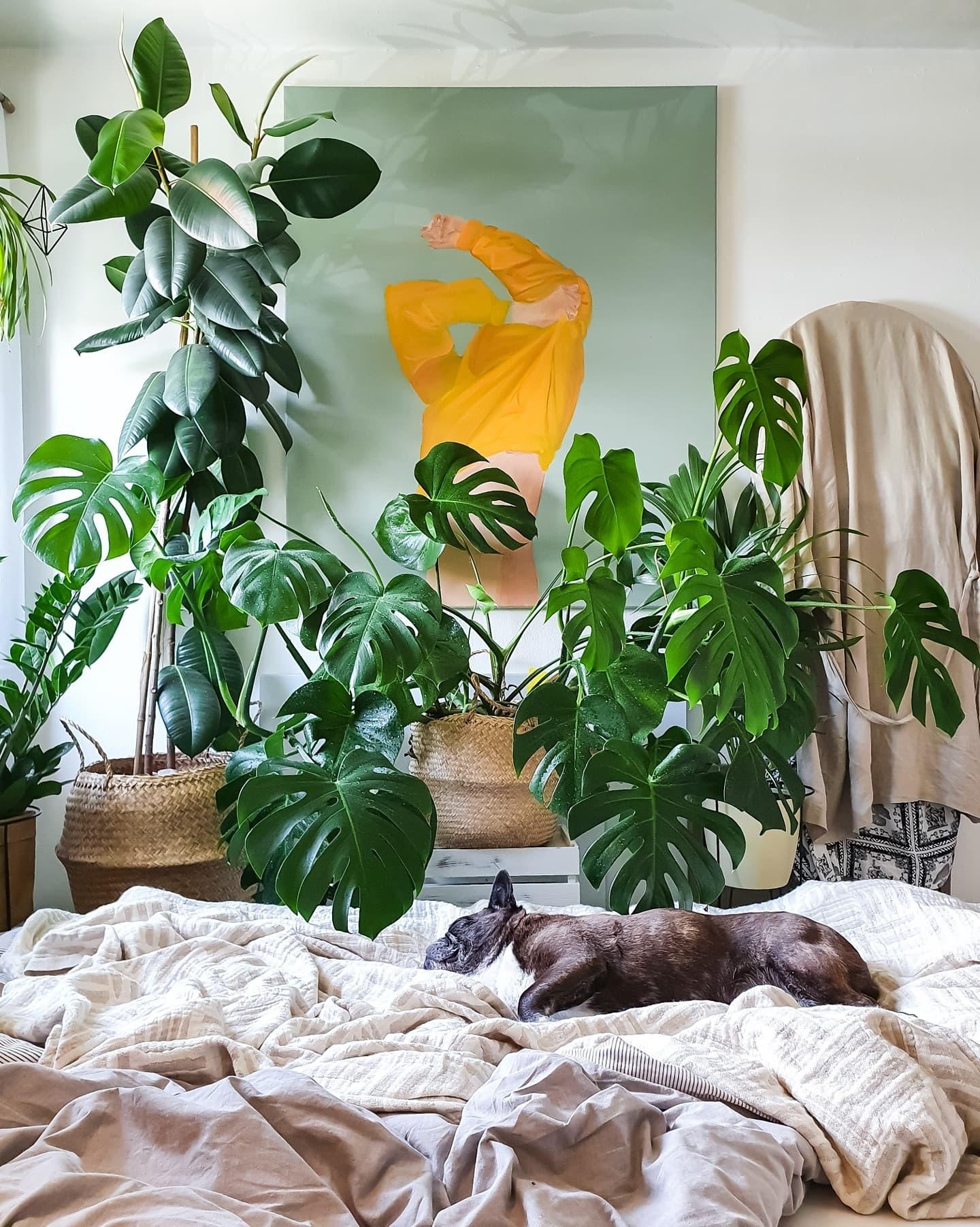 Schönes Wochenende 🪴 #Schlafzimmer #Pflanzen #Bettwäsche #hygge #Monstera #gummibaum