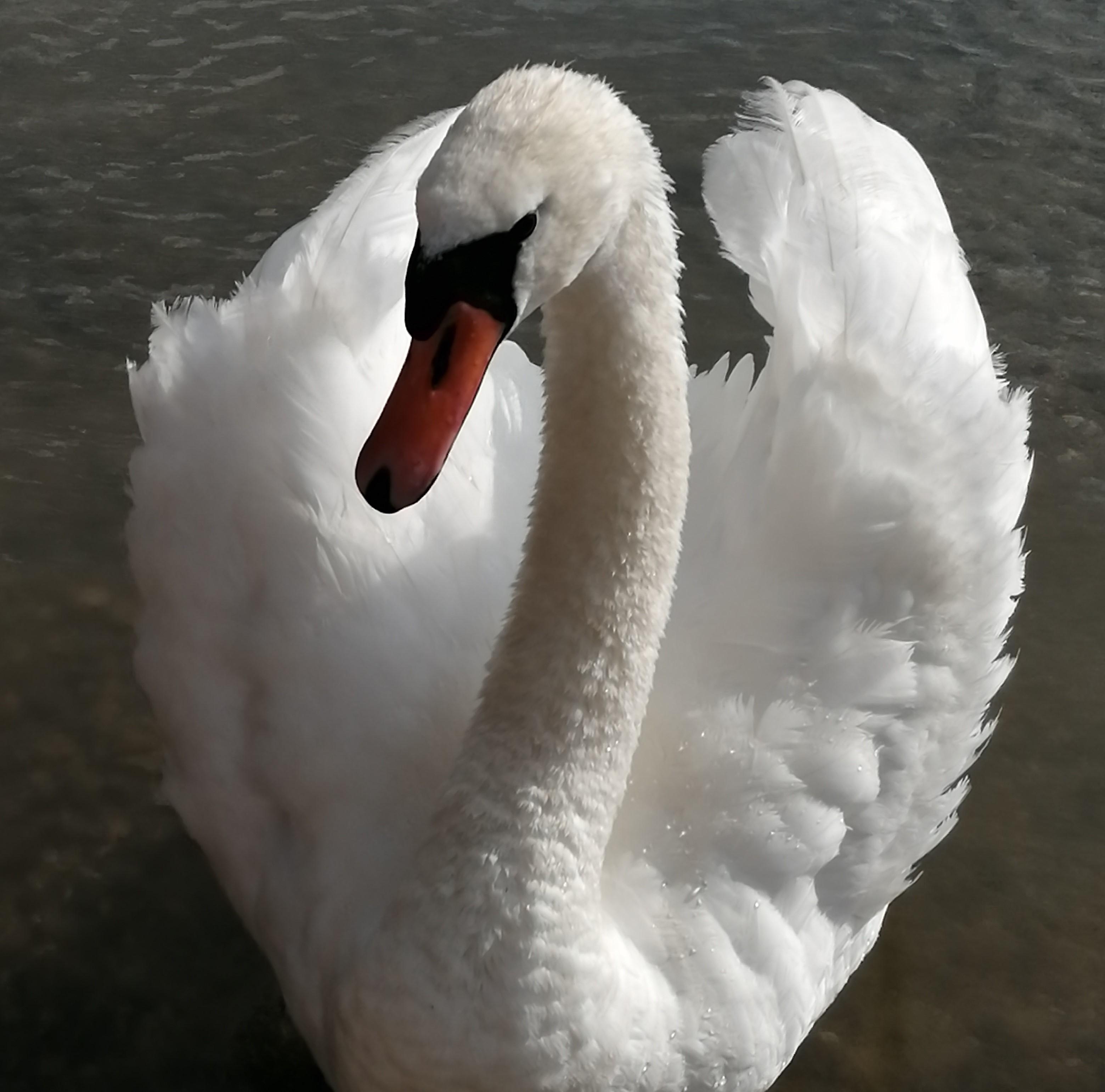 #schönheit#swan